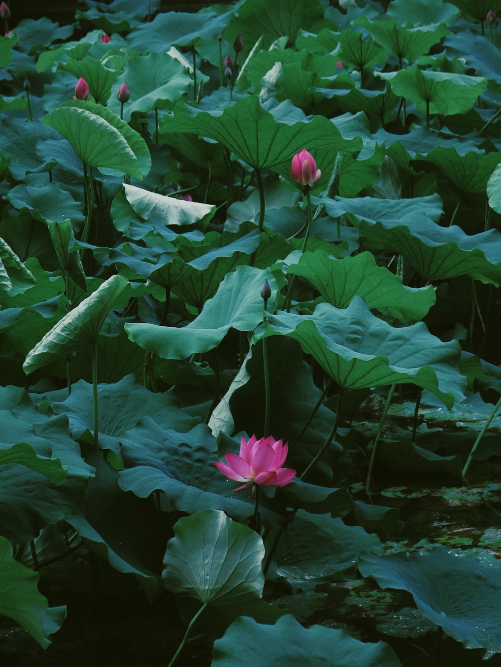 Lotus Pond Picture. Download Free Image