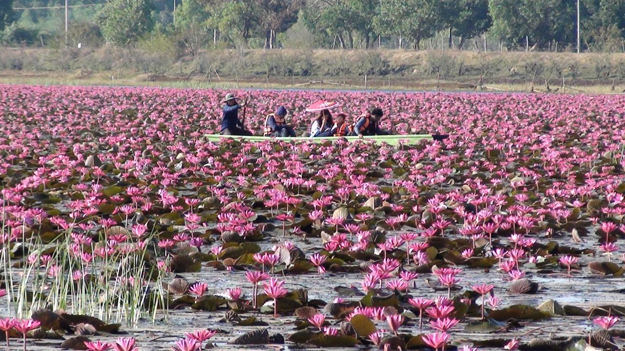 Thailand's giant, otherworldly Red Lotus Pond is among world's strangest lakes (PHOTOS)
