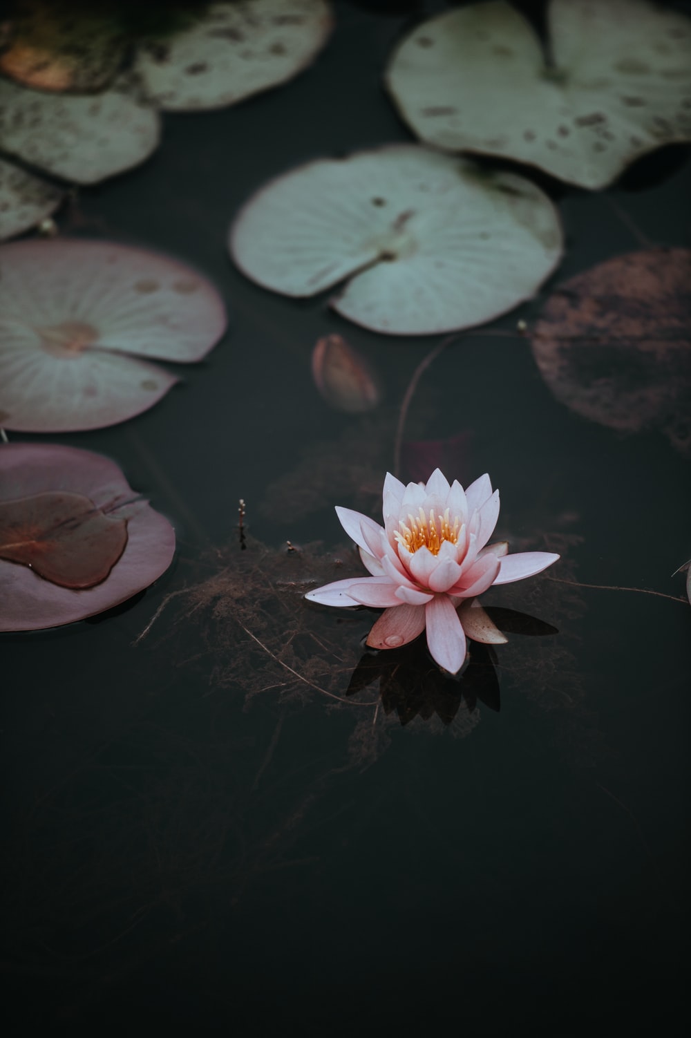 Lotus Pond Picture. Download Free Image