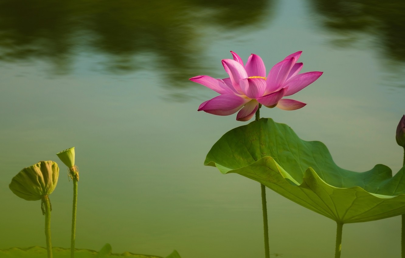 Wallpaper flower, leaves, water, flowers, nature, pond, background, pink, petals, Bud, Lotus, Lotus, pond image for desktop, section цветы