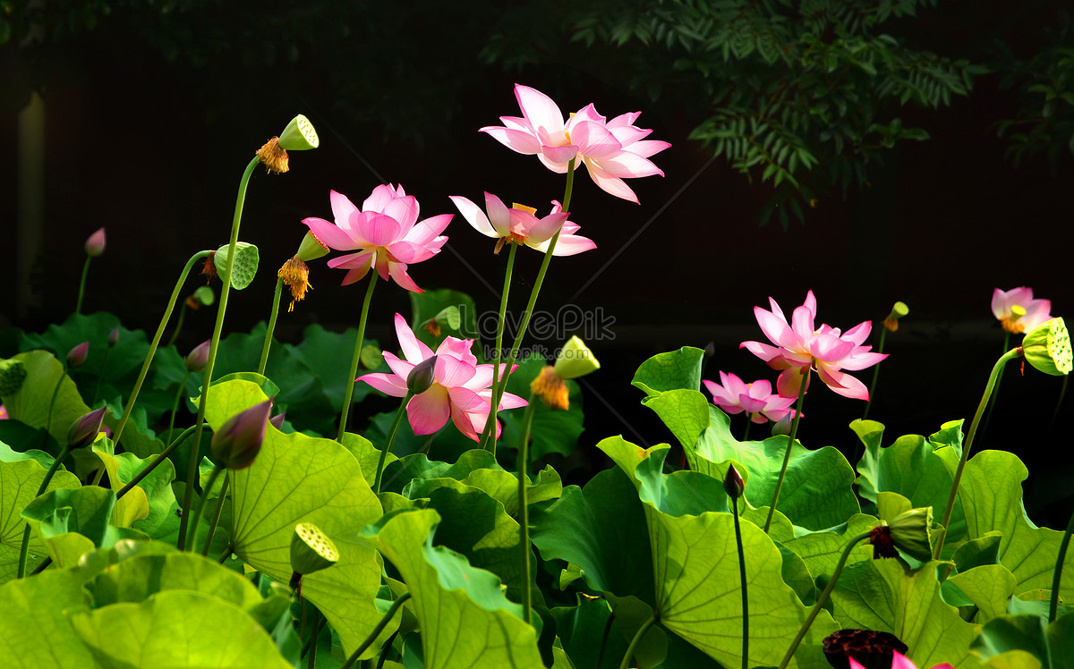 Lotus Pond Picture And HD Photo. Free Download On Lovepik