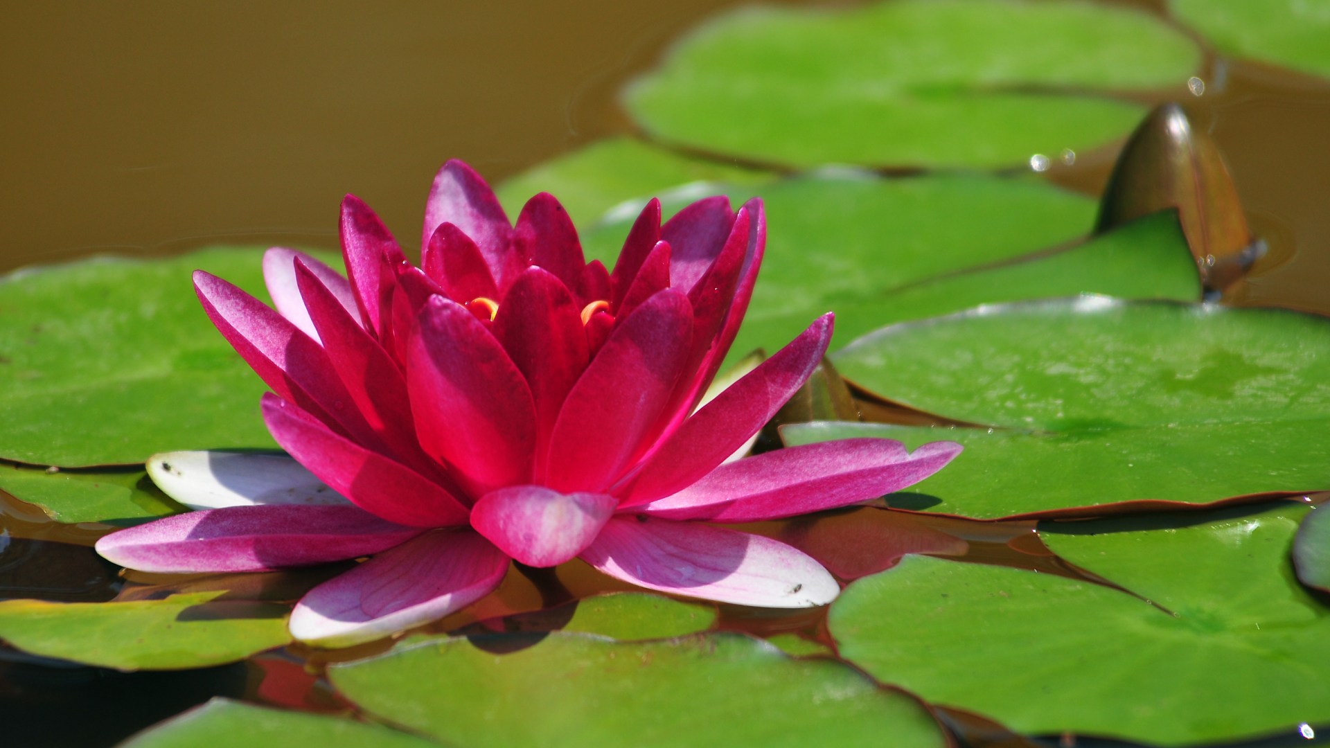 Free download Pink Lotus Flower HD wallpaper Pink Lotus Flower [1920x1080] for your Desktop, Mobile & Tablet. Explore Lotus Flower Background. Lotus Wallpaper for Walls, Water Lotus Wallpaper, Lotus HD Wallpaper