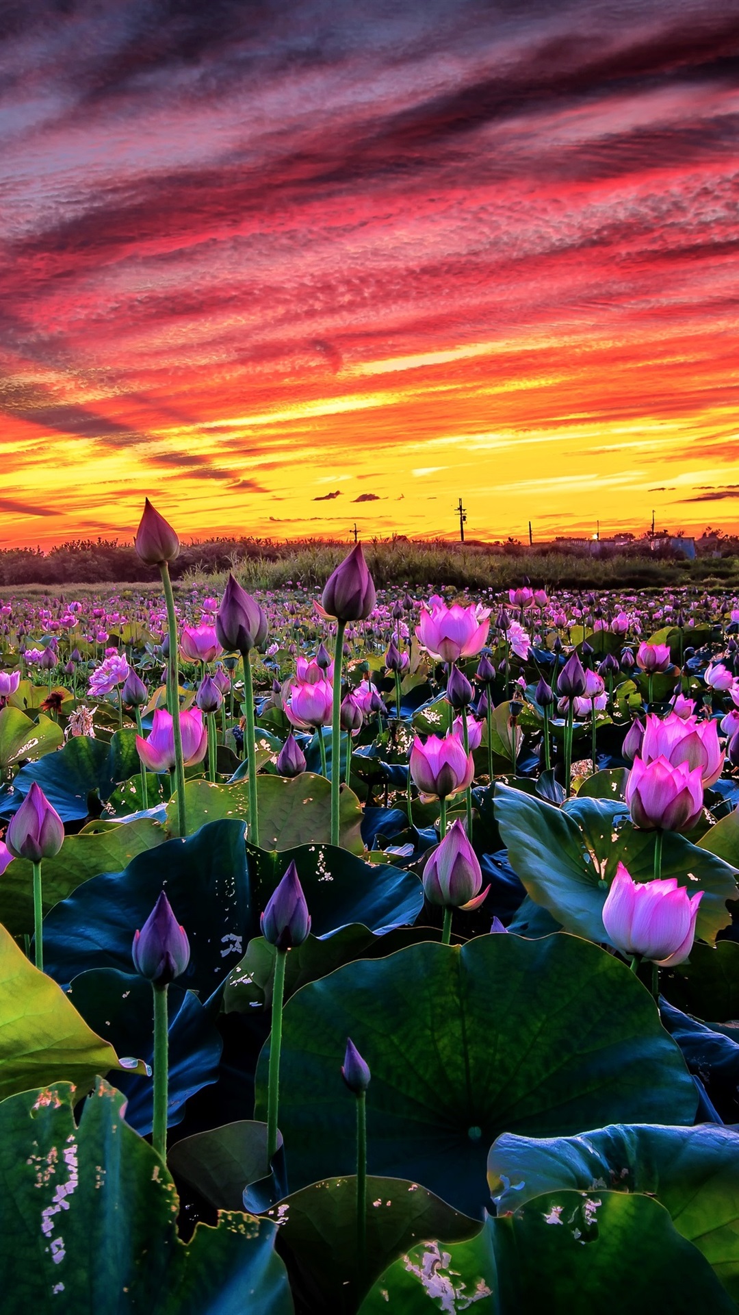 Many Pink Lotus, Pond, Sunset 1080x1920 IPhone 8 7 6 6S Plus Wallpaper, Background, Picture, Image