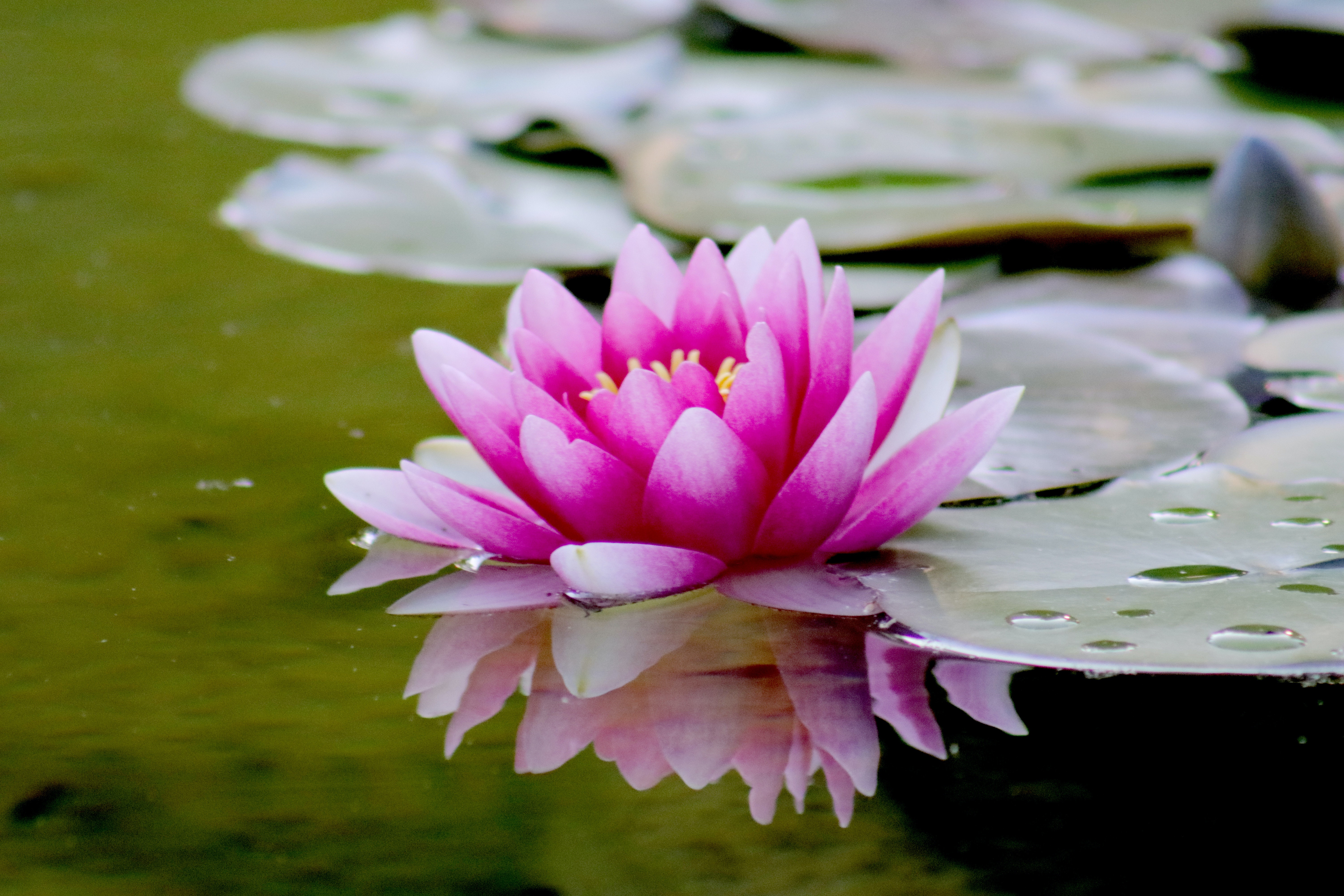 Best Free Lotus Flower & Image · 100% Royalty Free HD Downloads