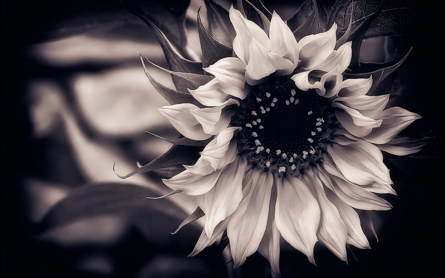 Free download Black And White Sunflower Wallpaper Sunflower black and white [1440x900] for your Desktop, Mobile & Tablet. Explore Black and White Flower Wallpaper. Black Wallpaper with Flowers, Large