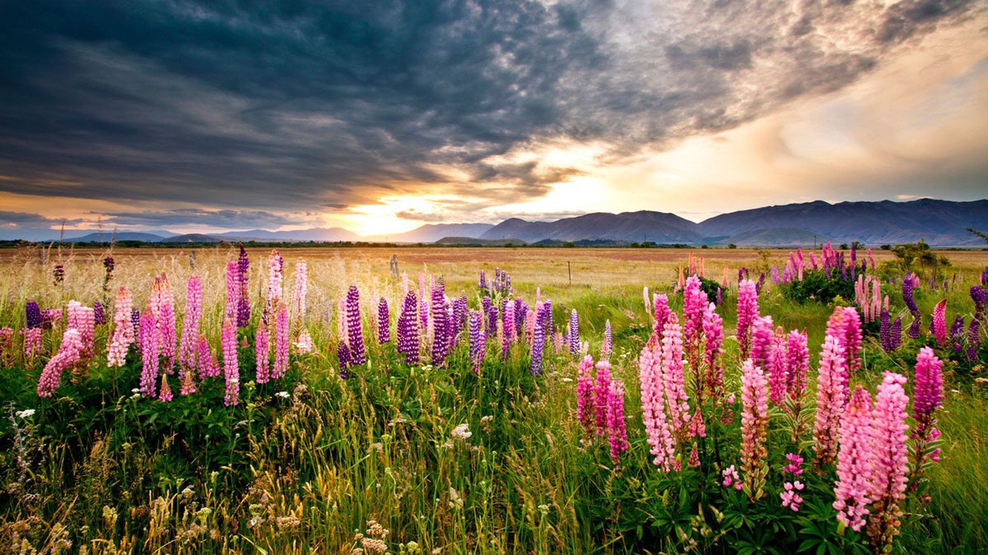 Lupine Meadow Wallpapers - Wallpaper Cave