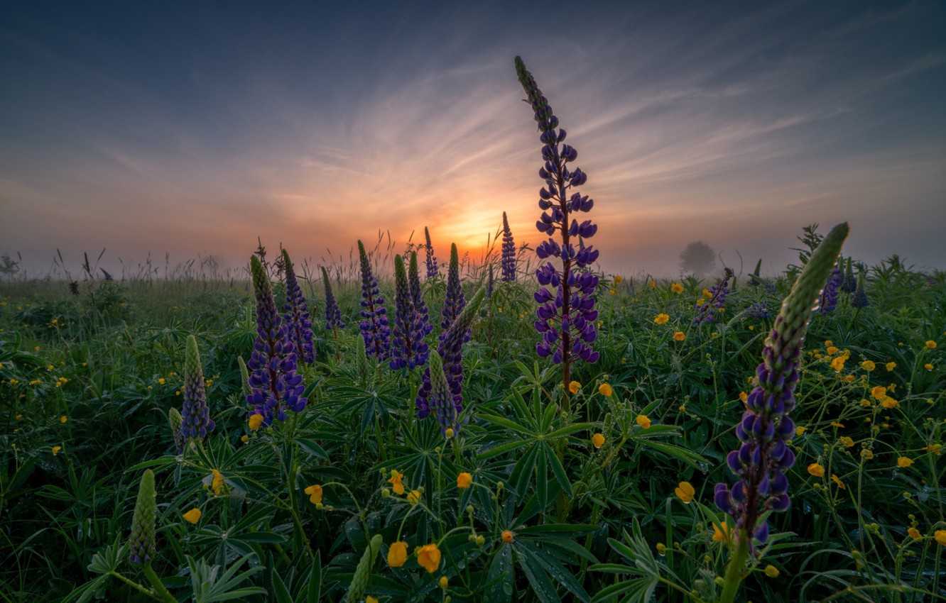 Wallpaper dawn, meadow, Lupin image for desktop, section природа