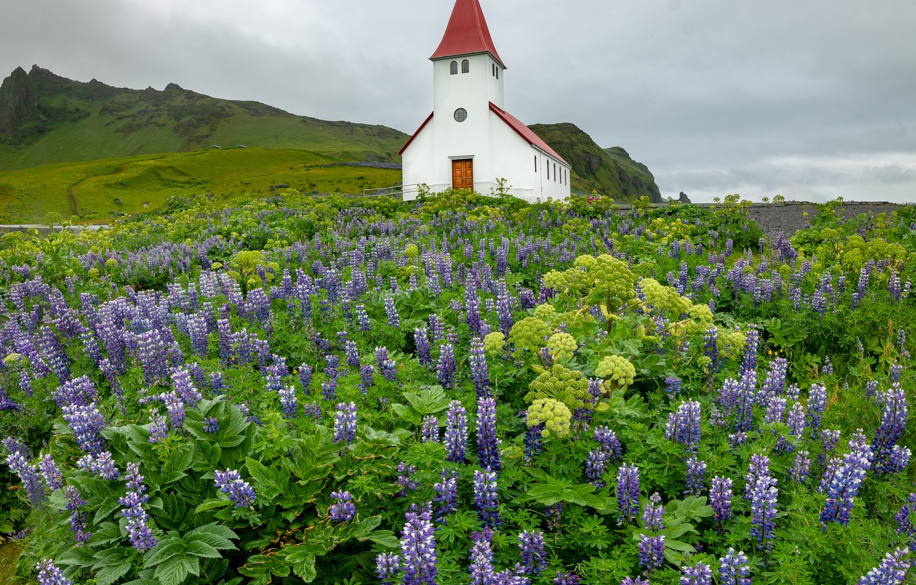 Lupine Meadow Wallpapers - Wallpaper Cave