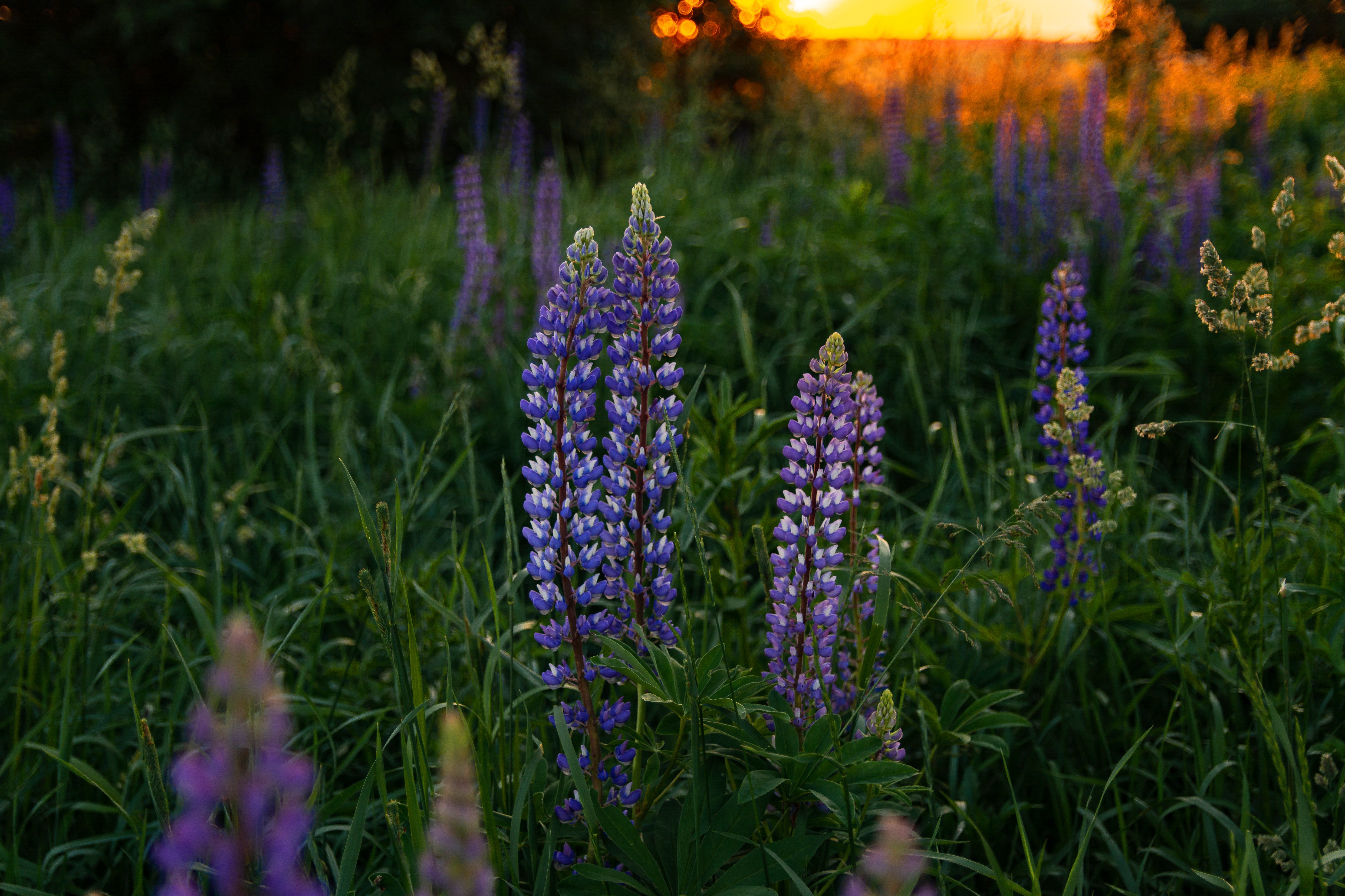 Lupine 4k Ultra HD Wallpaper