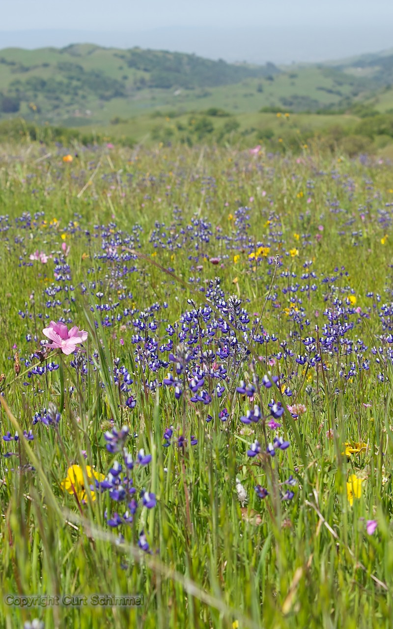 Free download Wildflowers wallpaper Click picture for high resolution HD wallpaper [1920x1280] for your Desktop, Mobile & Tablet. Explore Wild Flower Wallpaper. Bluebonnet Wallpaper Wildflowers, Texas Wildflower Wallpaper, Summer Wildflowers