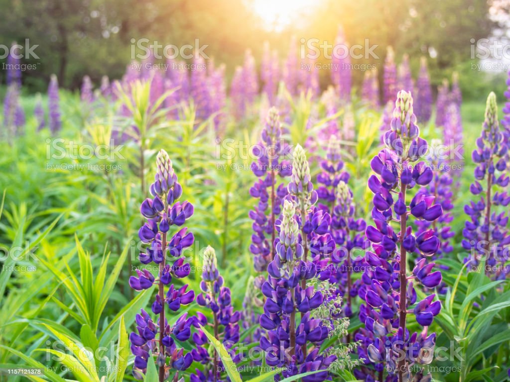 Beautiful Flowers Of Lupine Blooms In The Meadow Image Now