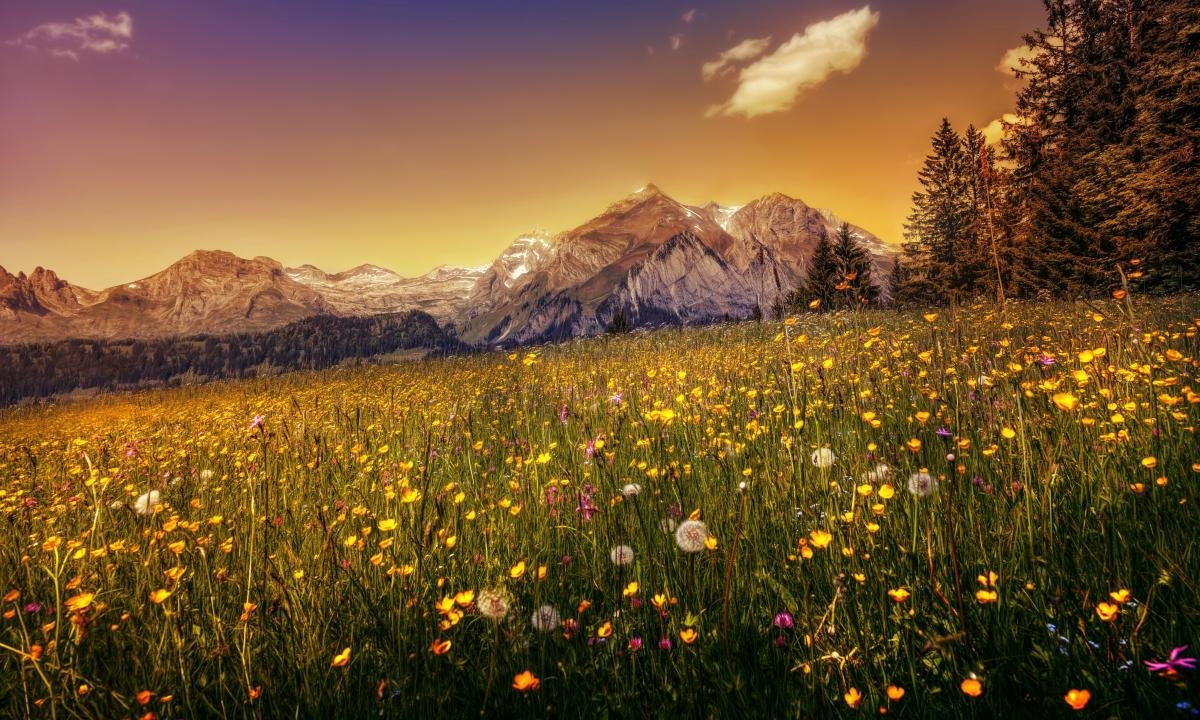 Meadow Desktop Wallpaper