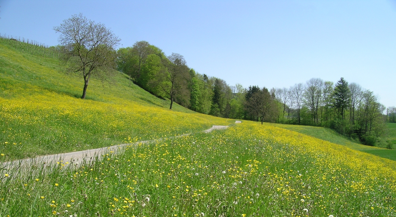Free download Spring Meadow Scenery Wallpaper ME [1270x697] for your Desktop, Mobile & Tablet. Explore Spring Meadow Wallpaper. Mountain Meadow Wallpaper, Green Green Meadow Wallpaper
