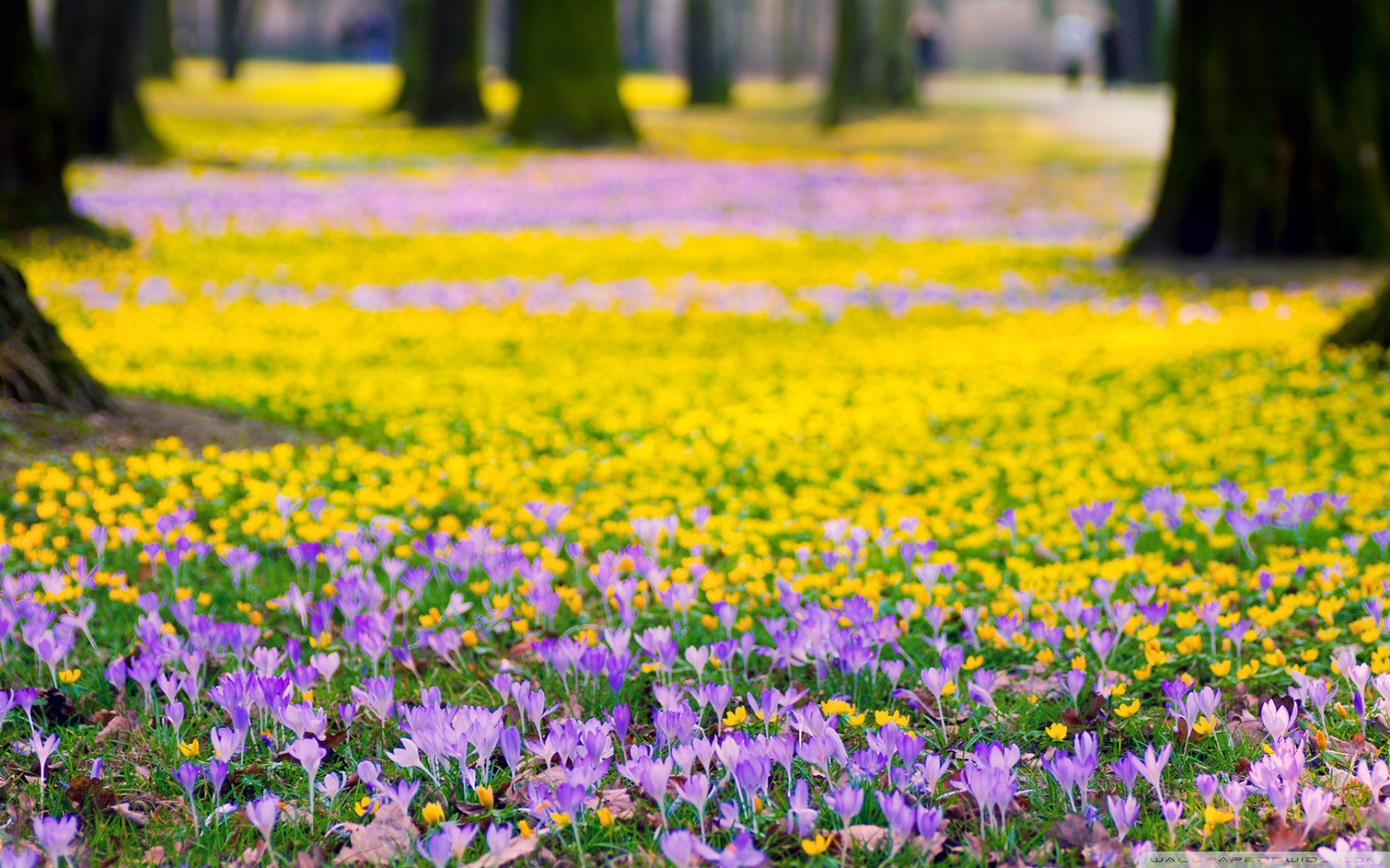 Spring Flowers Meadow Ultra HD Desktop Background Wallpaper for 4K UHD TV, Widescreen & UltraWide Desktop & Laptop, Tablet