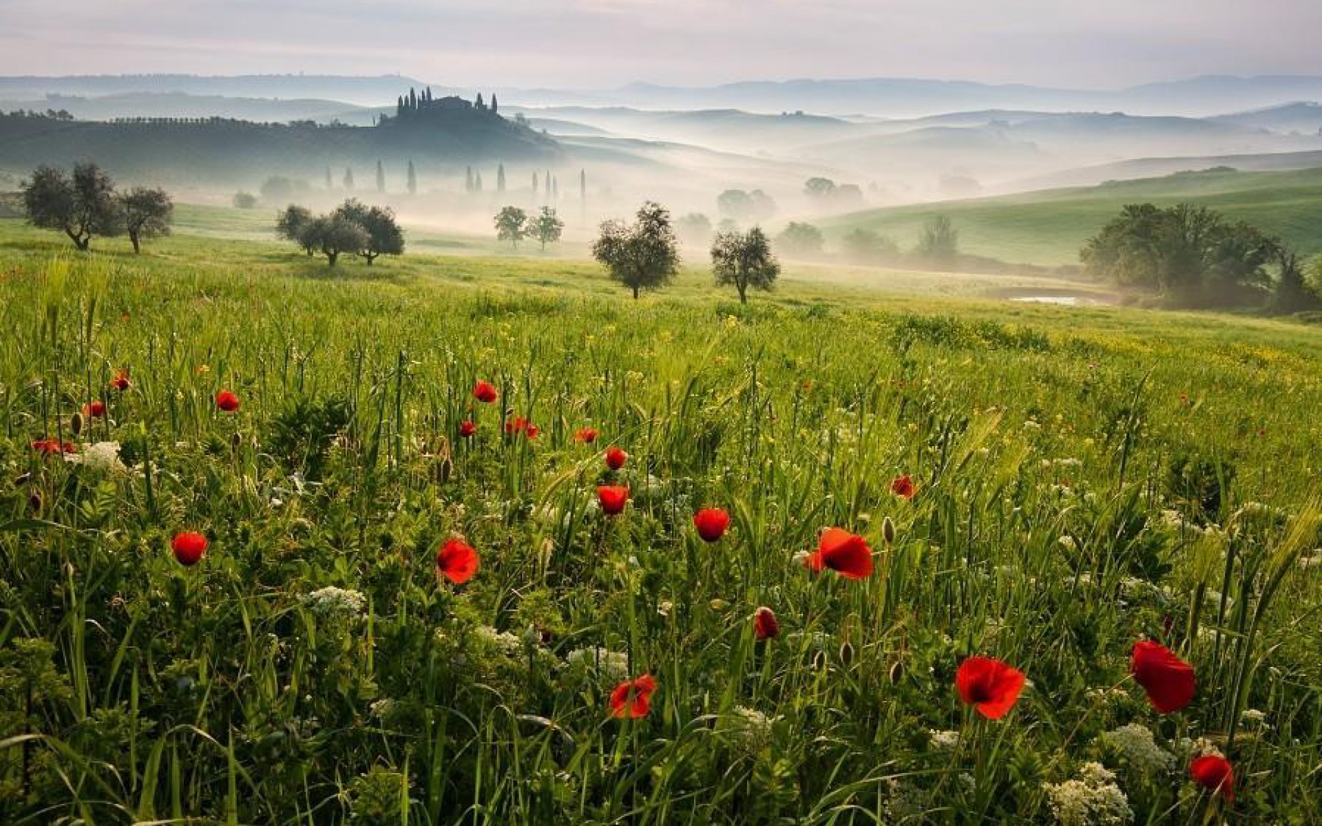 Tuscany Meadow desktop PC and Mac wallpaper