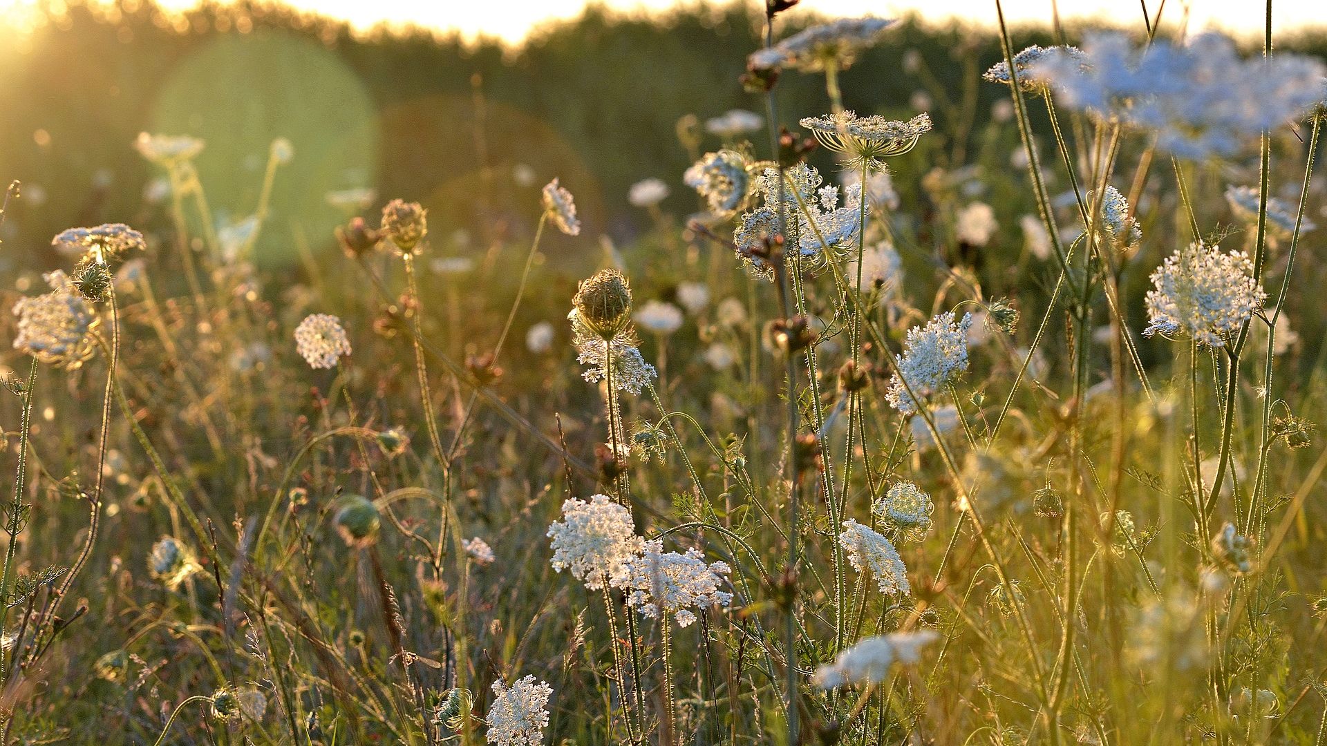 Desktop Wallpaper Summer, Meadow, Plants, Sunlight, HD Image, Picture, Background, Fdhr0y