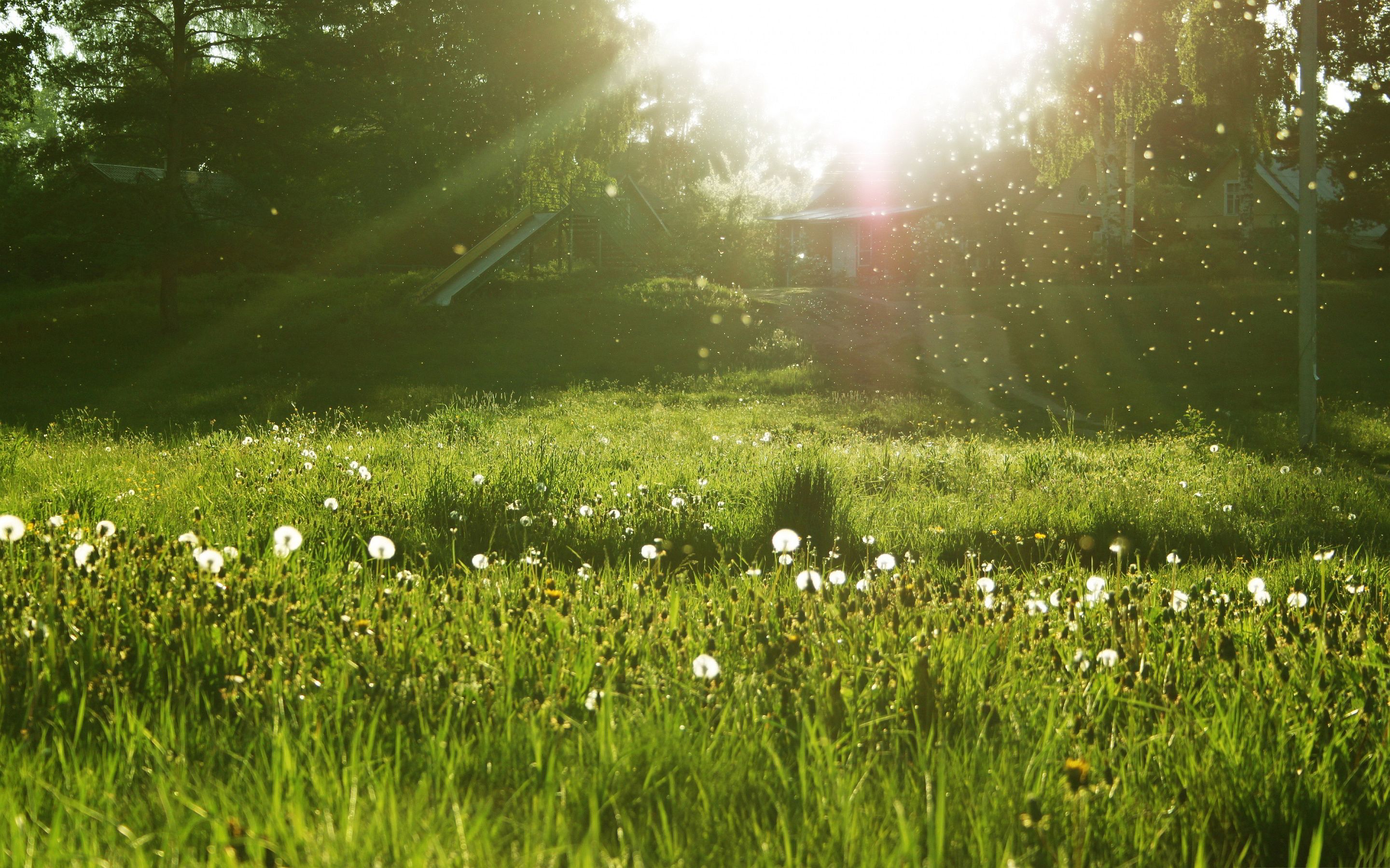 Meadow Computer Wallpapers Wallpaper Cave