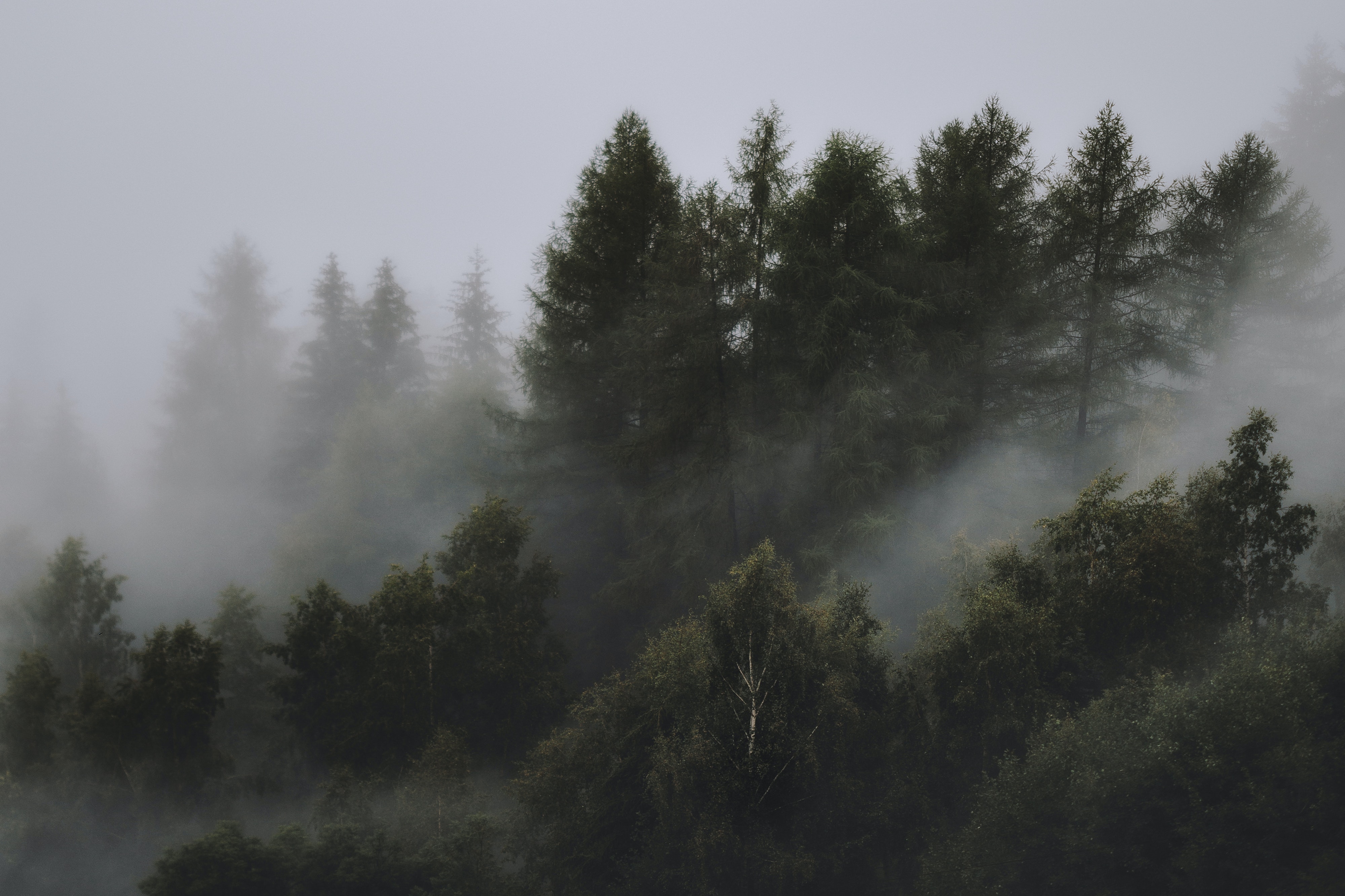 Person Walking Between Green Forest Trees · Free