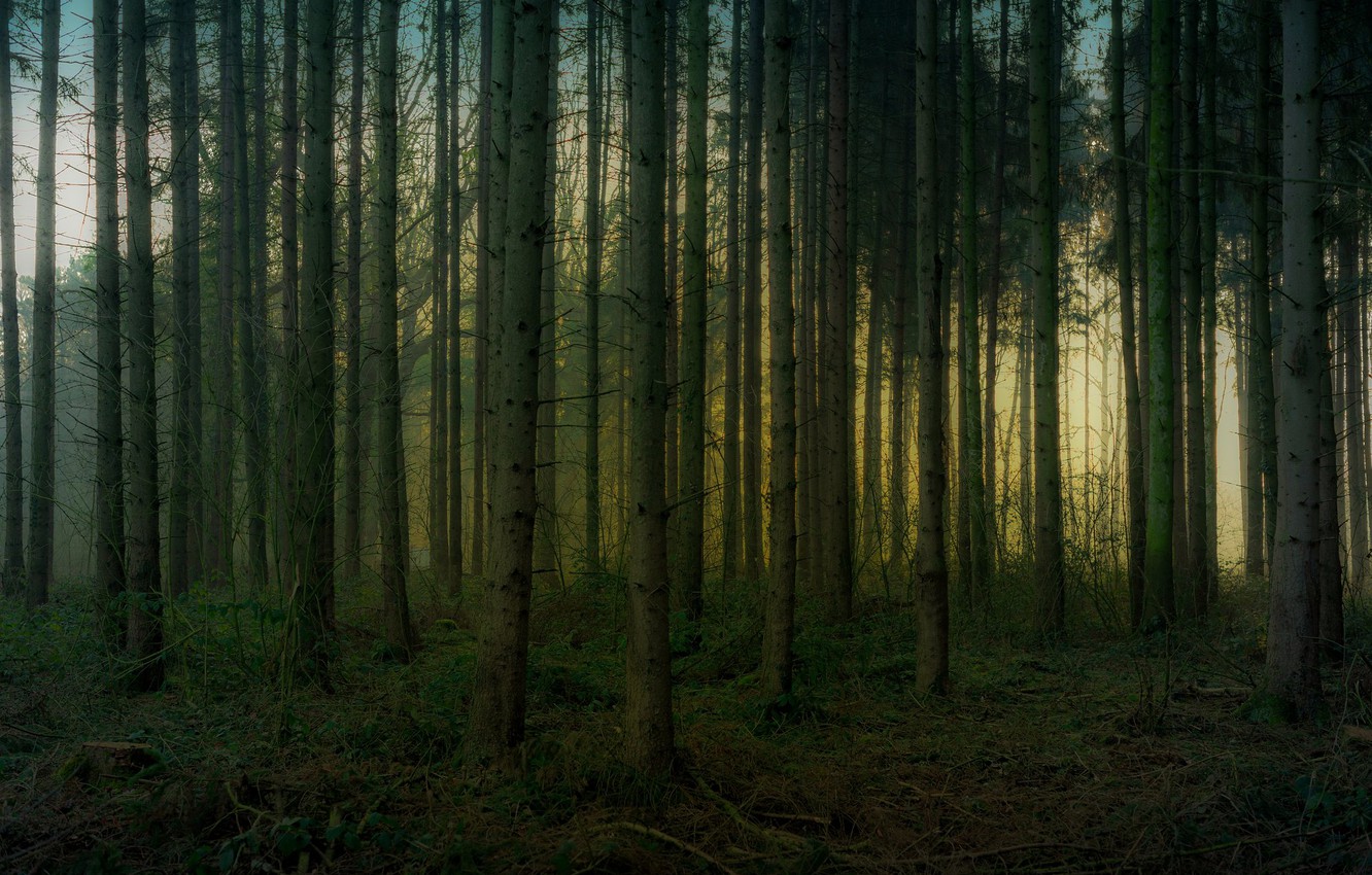 Wallpaper forest, trees, branches, trunks, pine, pine forest image for desktop, section пейзажи