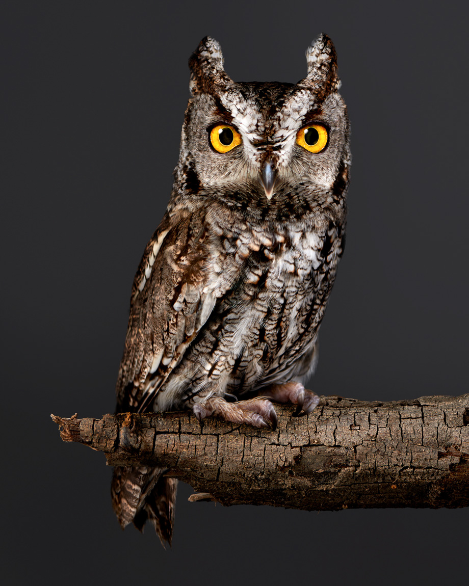 Sceerch Owl.animals.fairy Tale.photographer.Ca 20