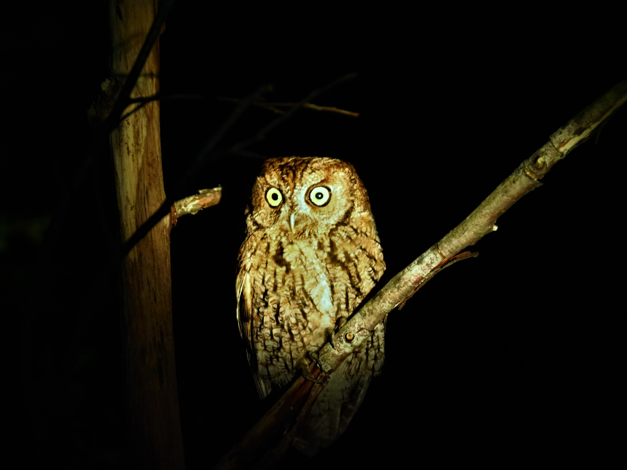 B.C. ministry to survey Fairy Creek area for threatened owl nests after more sightings. Canada's National Observer: News & Analysis