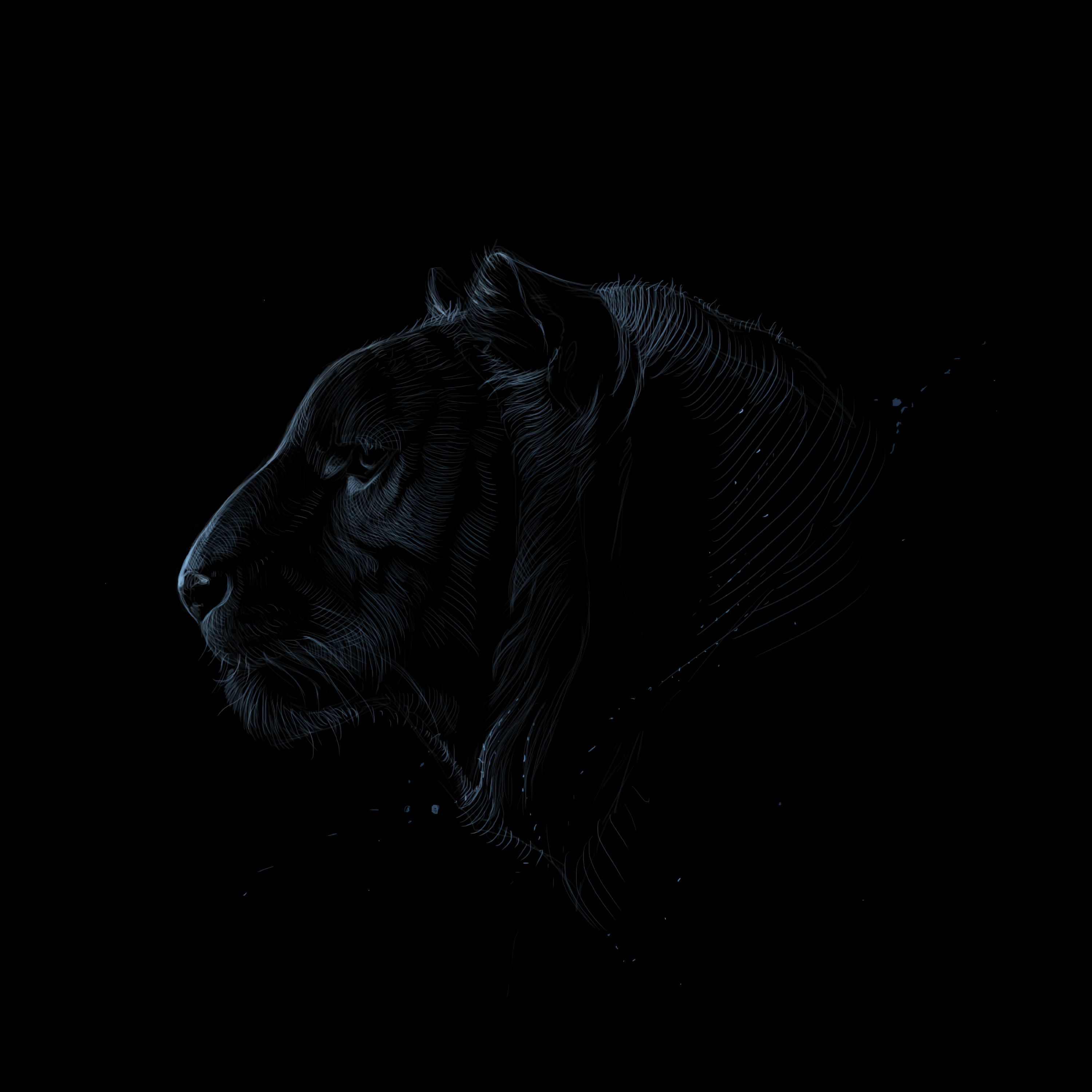 Download wallpaper 3000x3000 tiger, profile, art, dark, predator HD background