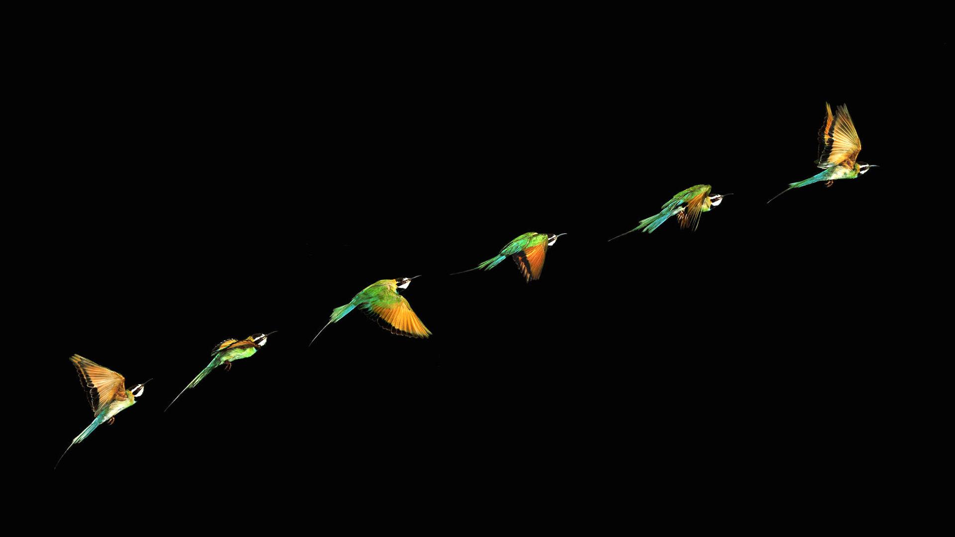 Free download wallpaper birds wallpaper 1920x1080 [1920x1080] for your Desktop, Mobile & Tablet. Explore Bird Wallpaper Image. Parrot Desktop Wallpaper, Wallpaper for Walls Bird Patterns, Cockatiel Wallpaper Gallery