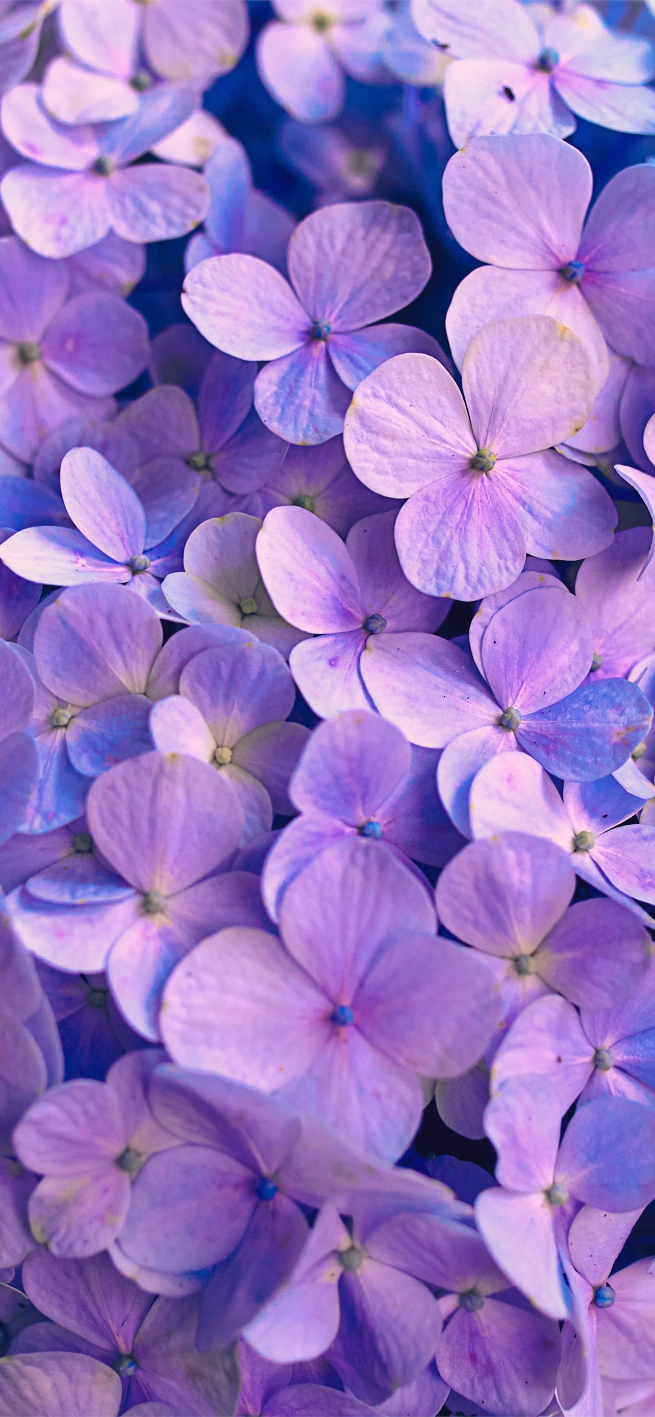 purple flowers with green leaves iPhone Wallpaper Free Download