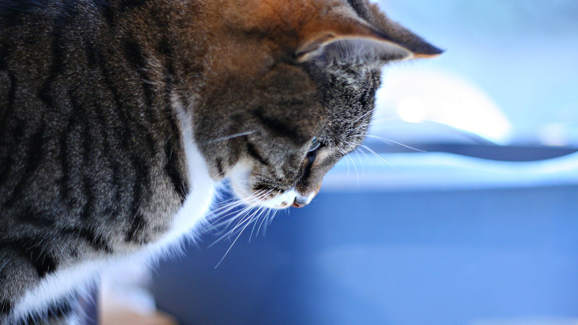 Free download 50 HD Cat Wallpaper [1920x1080] for your Desktop, Mobile & Tablet. Explore Cat Background Picture. Cat Picture for Wallpaper