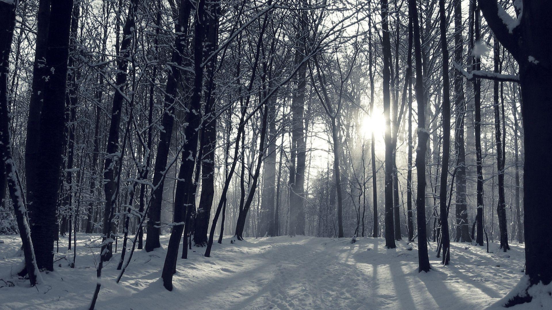 Snowy Forest at Night Wallpaper Free Snowy Forest at Night Background