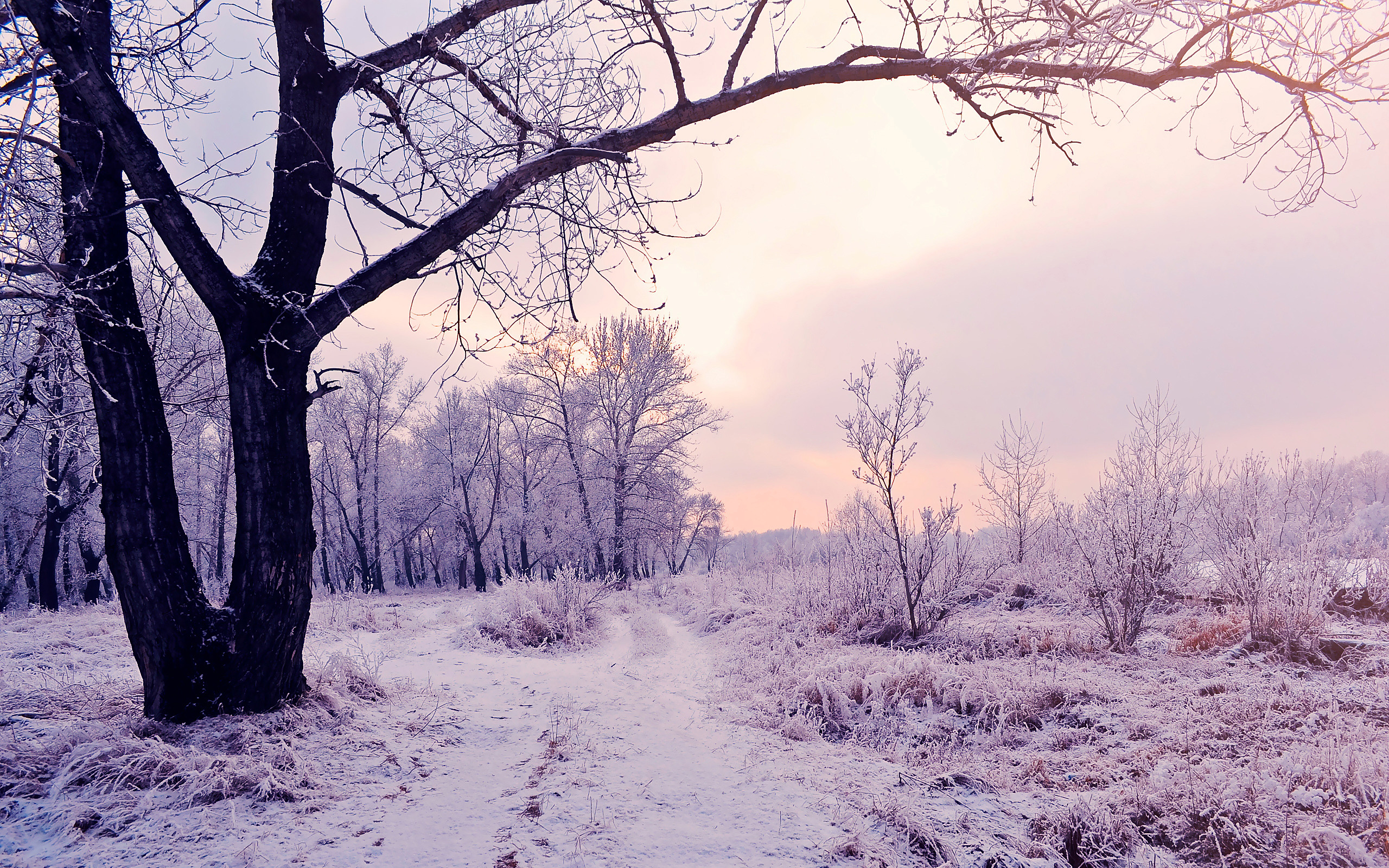 Enchanting beauty of the winter woods. Watch free HD photo of beautiful natural scenery for mobile phones