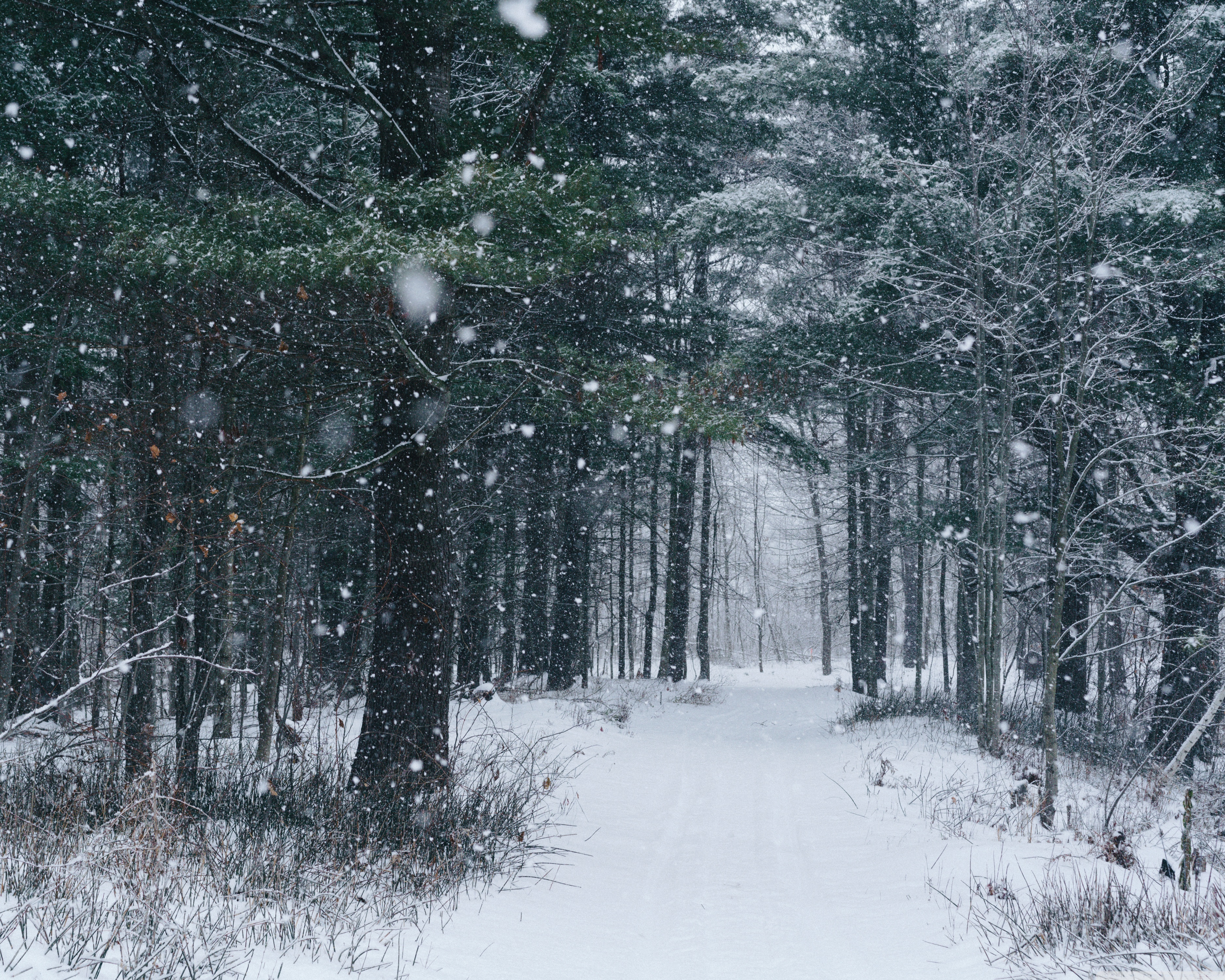 Snowfall, Path, Trees, Forest, Winter Ultra HD Desktop Background Wallpaper for 4K UHD TV, Widescreen & UltraWide Desktop & Laptop, Tablet