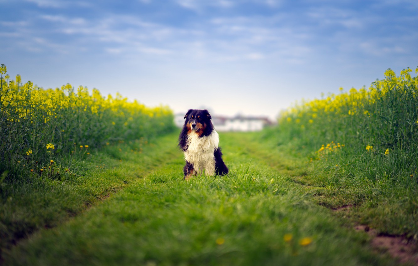 Wallpapers field, dog, way, farm, australian shepherd image for desktop, section собаки