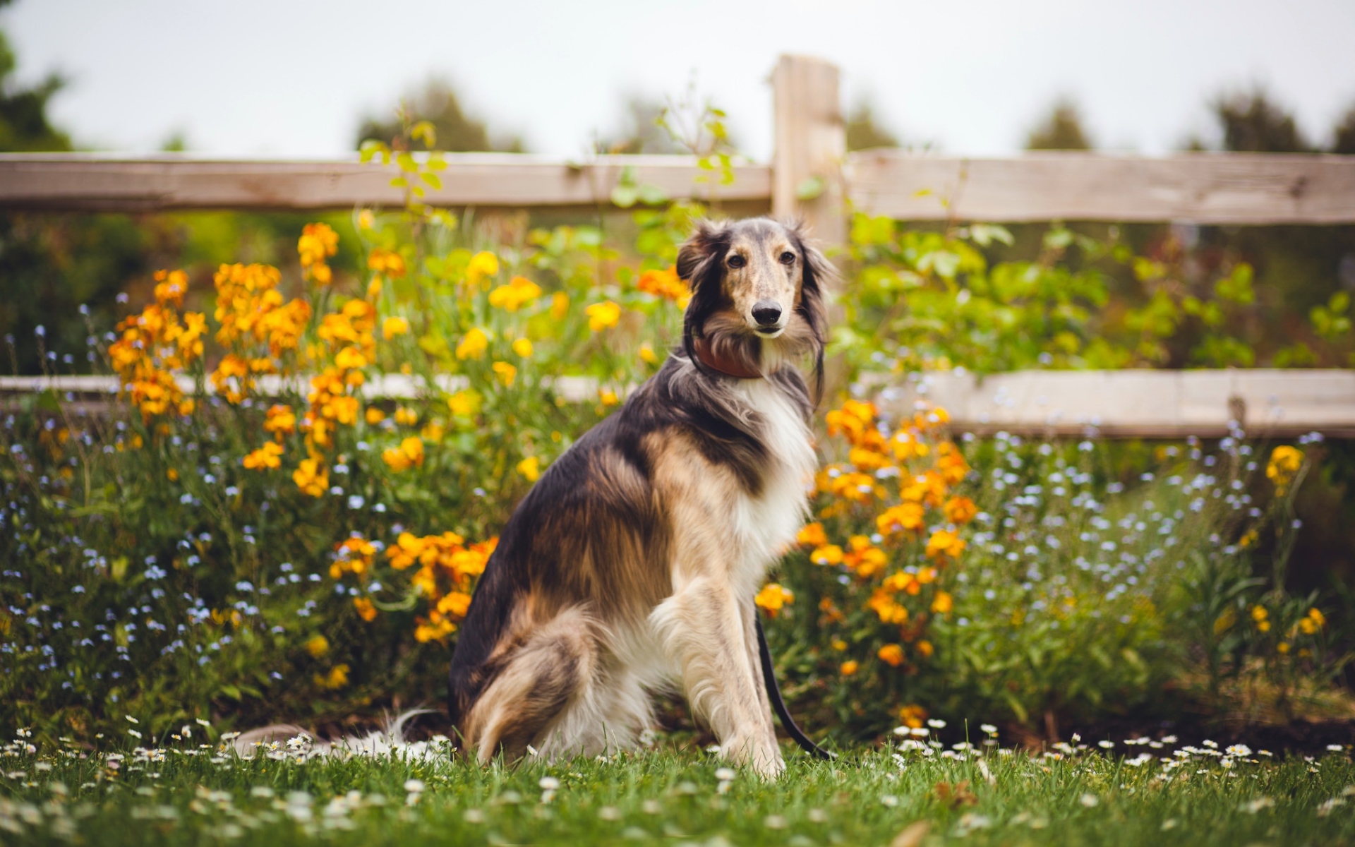 Free download Download wallpapers Borzoi farm dogs flowers pets cute [1920x1200] for your Desktop, Mobile & Tablet