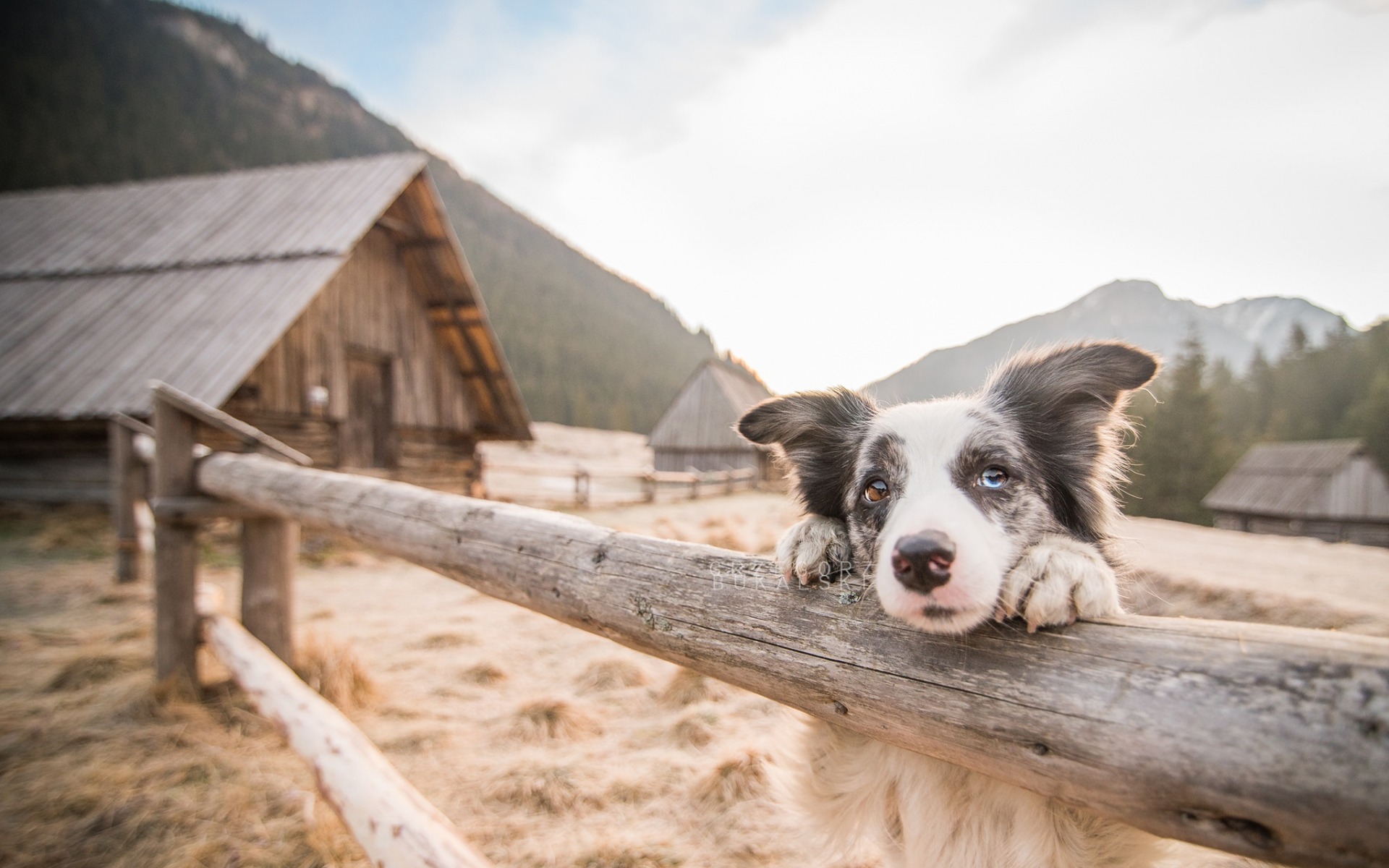 Download wallpapers Australian Shepherd, Aussie, domestic dog, American dogs, farm, ranch, cute animals, dogs for desktop with resolution 1920x1200. High Quality HD pictures wallpapers
