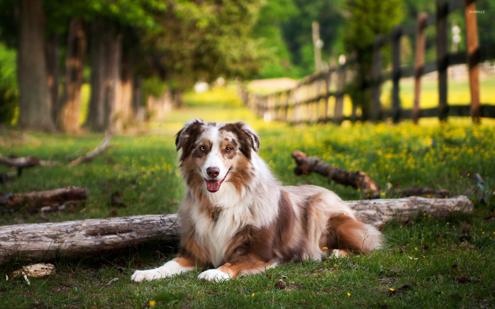 Download wallpapers Aussie, farm, Australian Shepherd, pets, dogs, Australian Shepherd Dog, Aussie Dog for desktop with resolution 1920x1200. High Quality HD pictures wallpapers