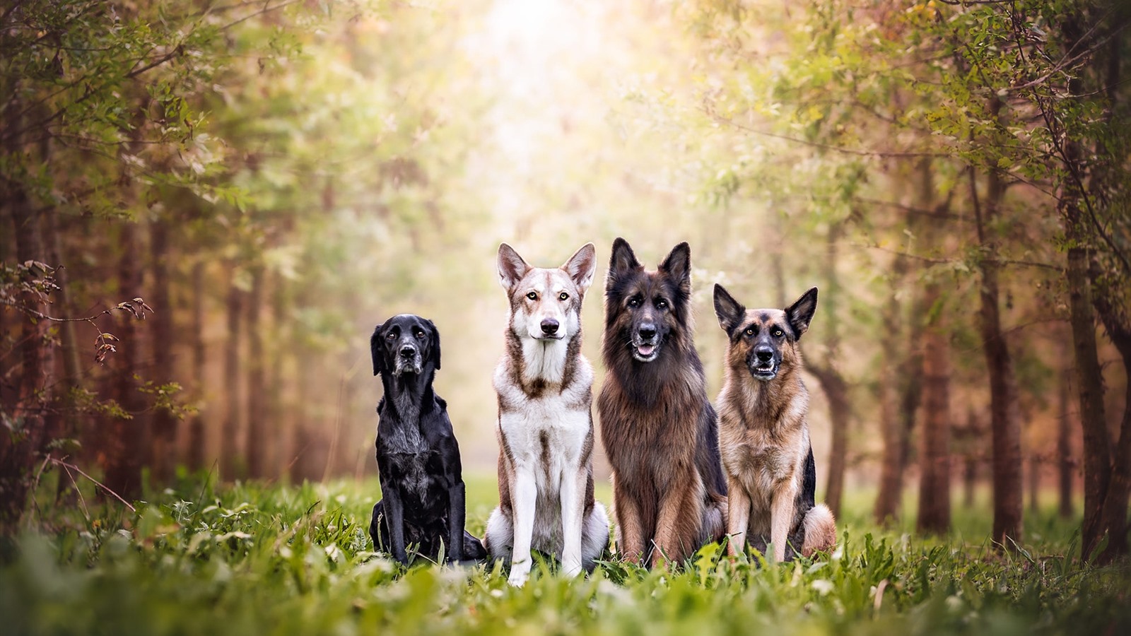 Wallpapers Four dogs, forest, grass 1920x1200 HD Picture, Image