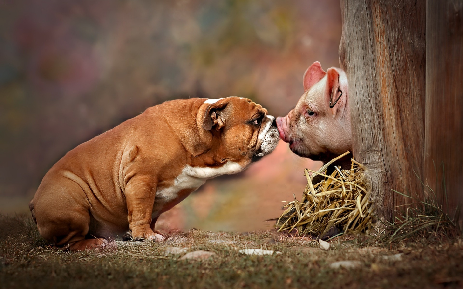Download wallpapers American Bulldog, Piglet, Farm, Friendship Concepts, Fat Dog, Dog and Pig for desktop with resolution 1920x1200. High Quality HD pictures wallpapers