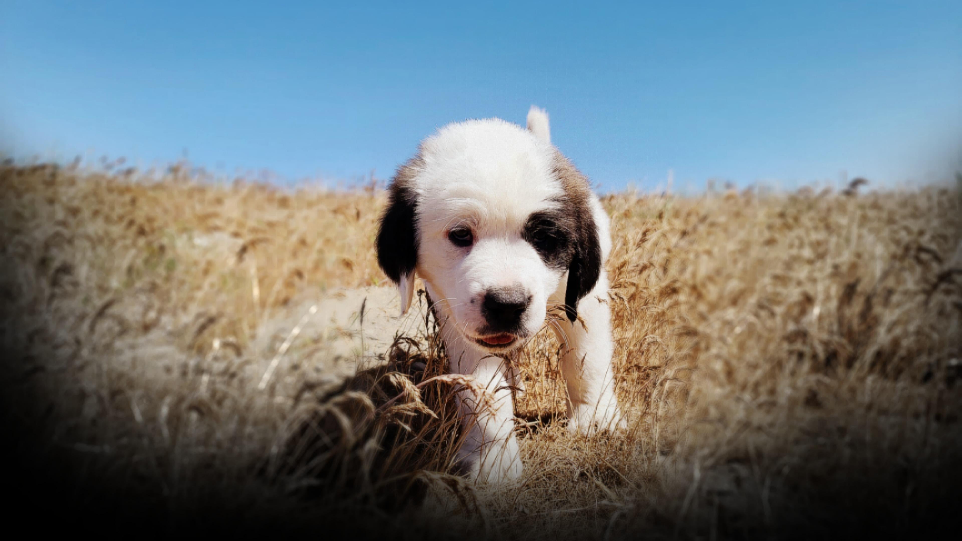 Someday I'm gonna be a farm dog, cute st bernard walking through the field's [3840×2160] : r/wallpapers