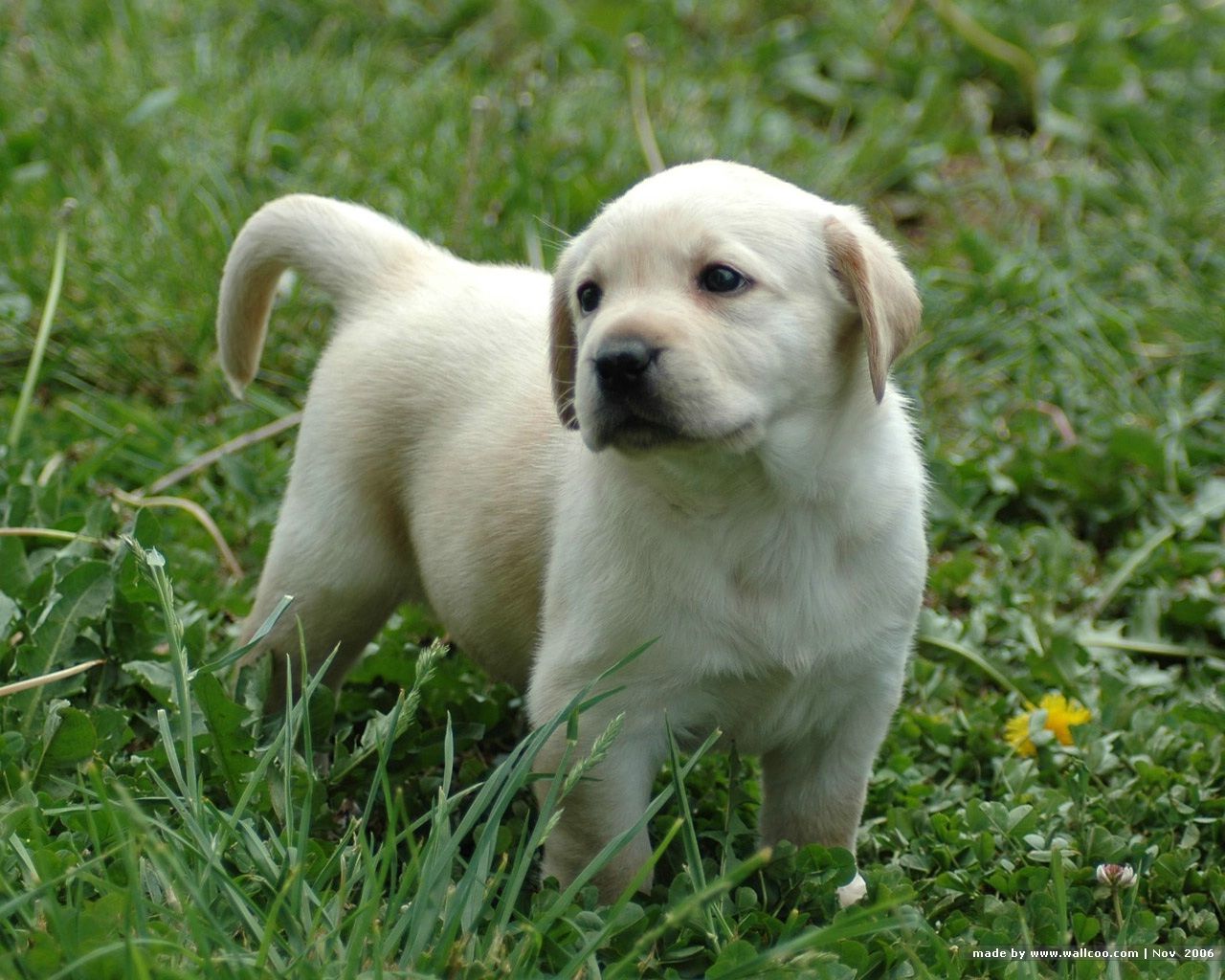 Lovely Labrador Retriever Puppies on Farm 1280x1024 NO.4 Desktop Wallpapers