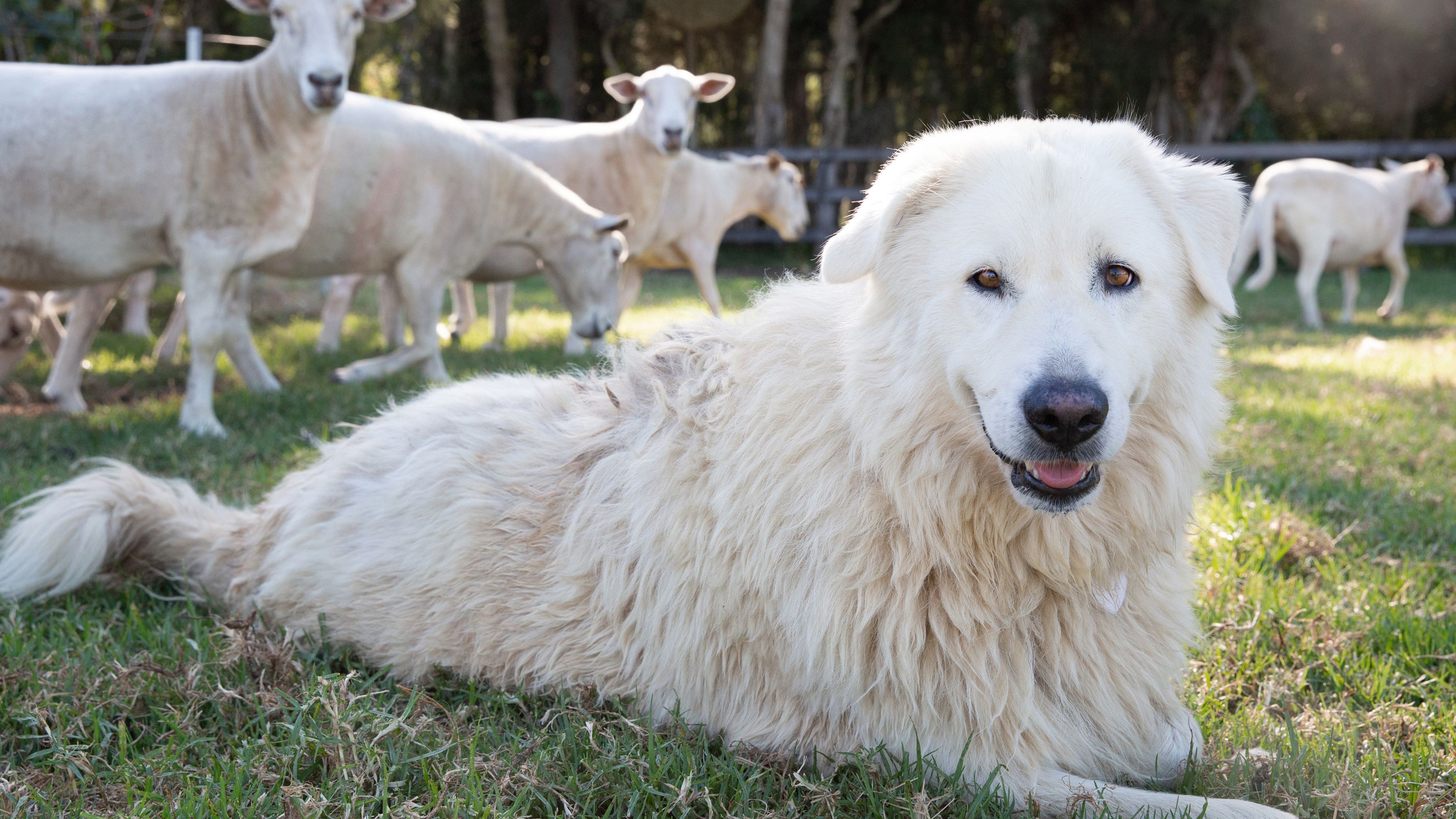 10 Best Dog Breeds for Farms