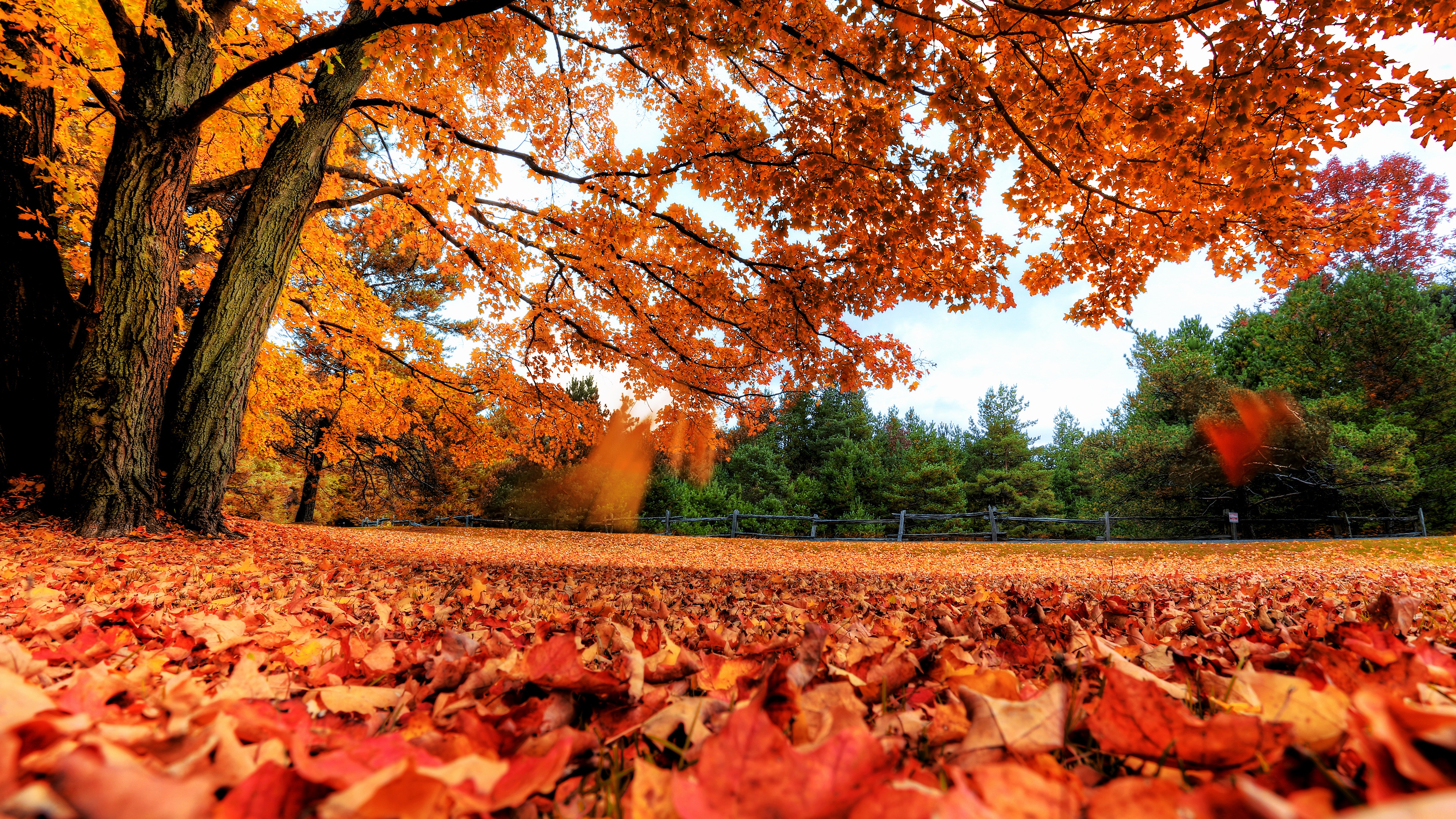 Maple tree Wallpaper 4K, Autumn leaves, Foliage, Fallen Leaves, Landscape, Nature