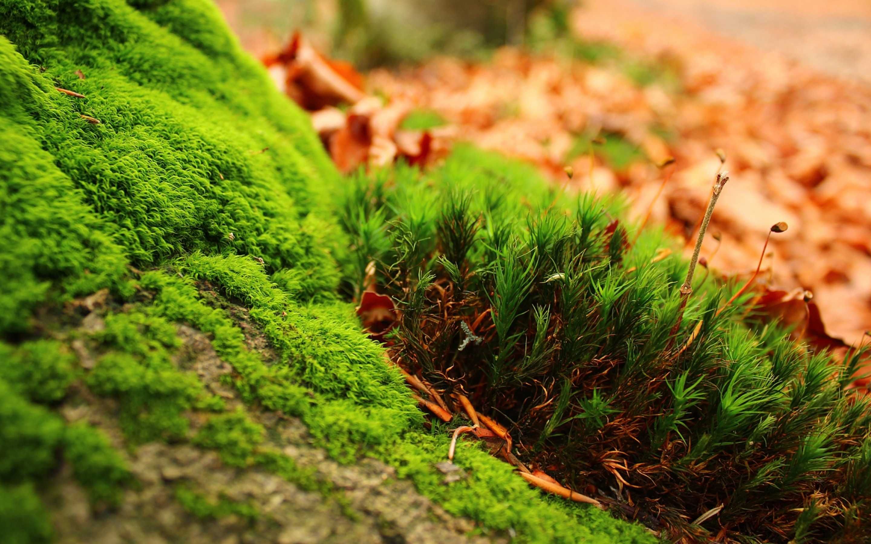 Amazing green moss nature wallpaper[28801800]. HD nature wallpaper, Landscape wallpaper, Landscape