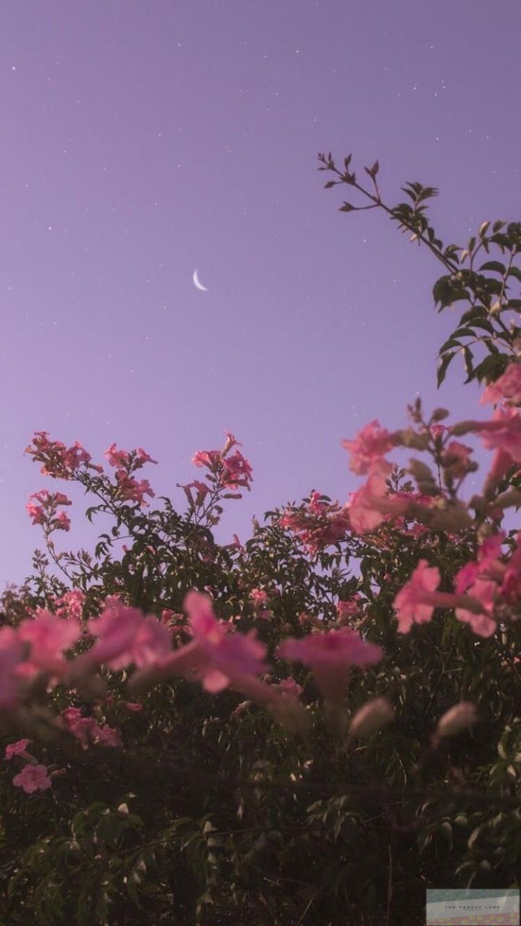 aesthetic wallpaper, pink, sky, nature, flower, tree