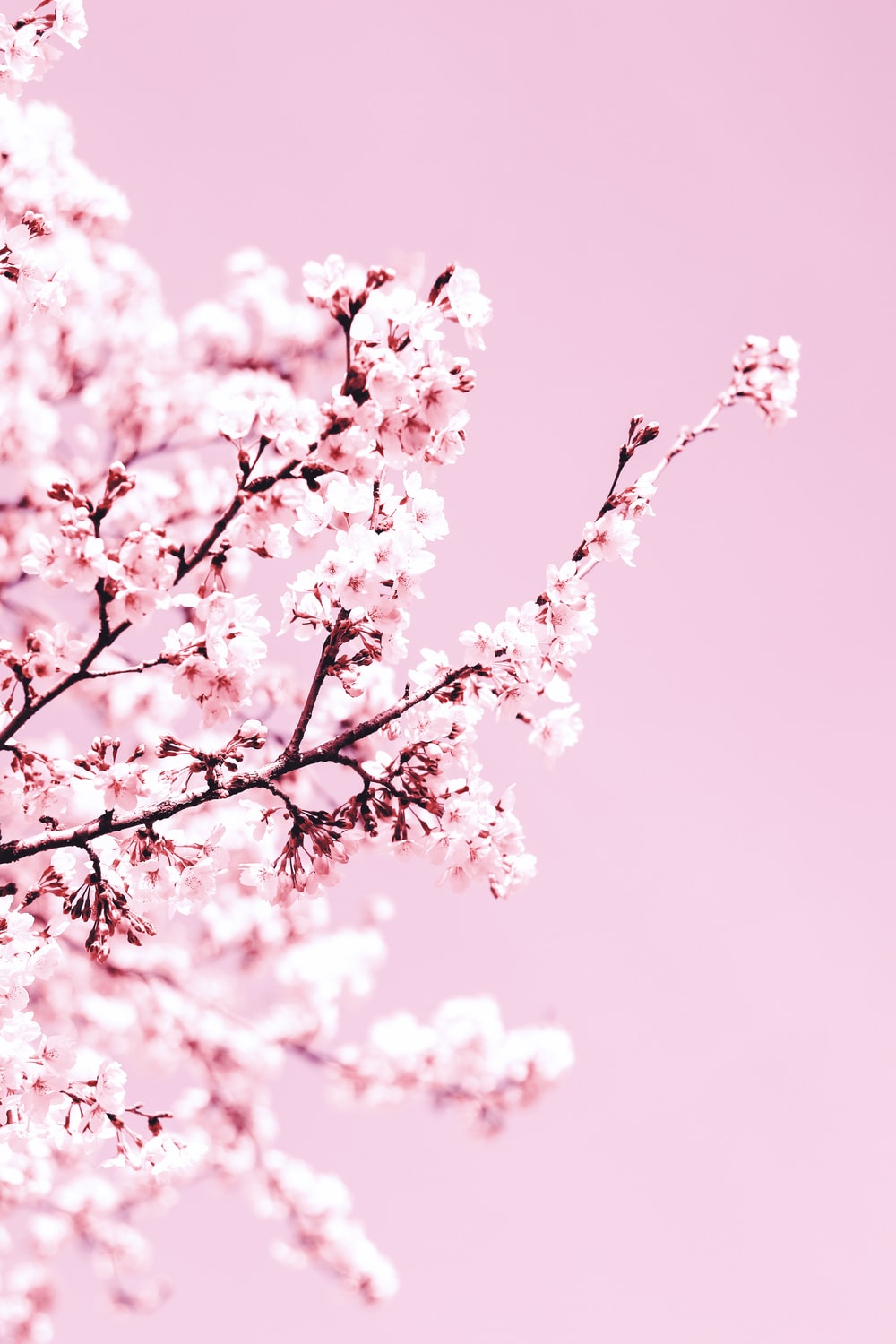 Aesthetic Cherry Blossom Wallpaper Free Aesthetic Cherry Blossom Background