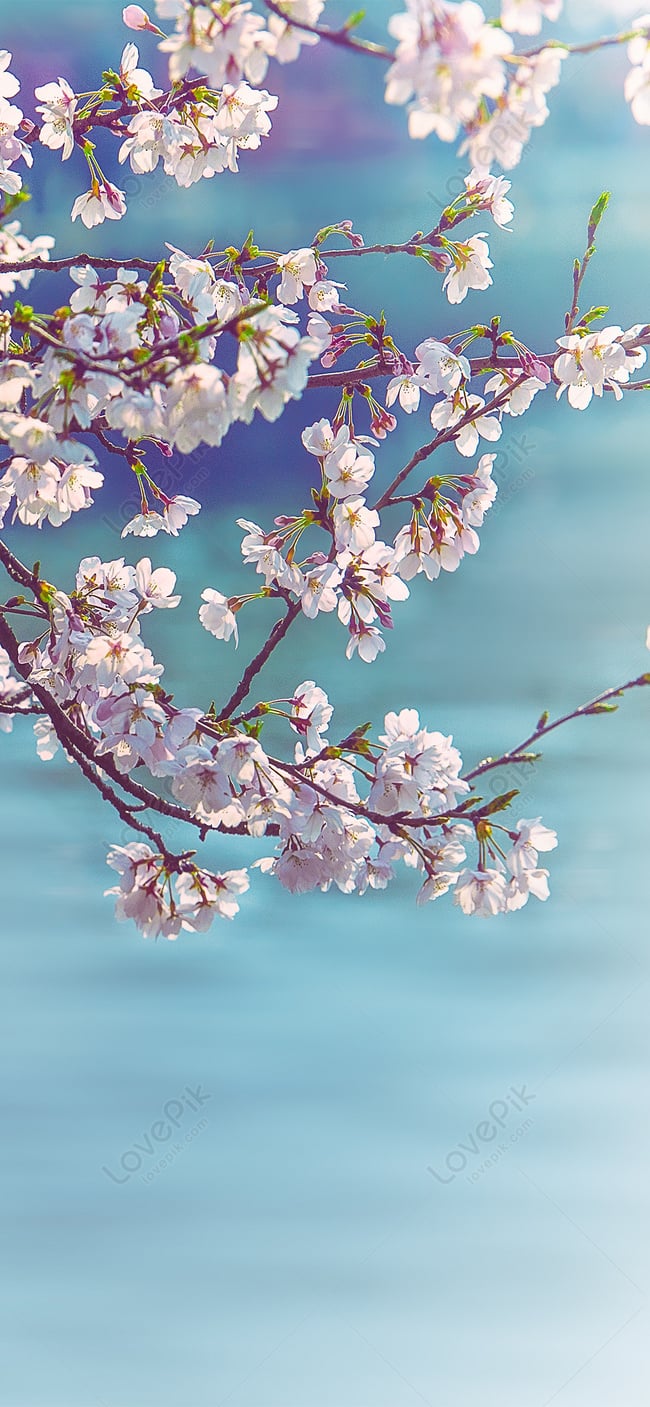 Mobile Wallpapers For Romantic Cherry Blossom Season Image Free Download on Lovepik