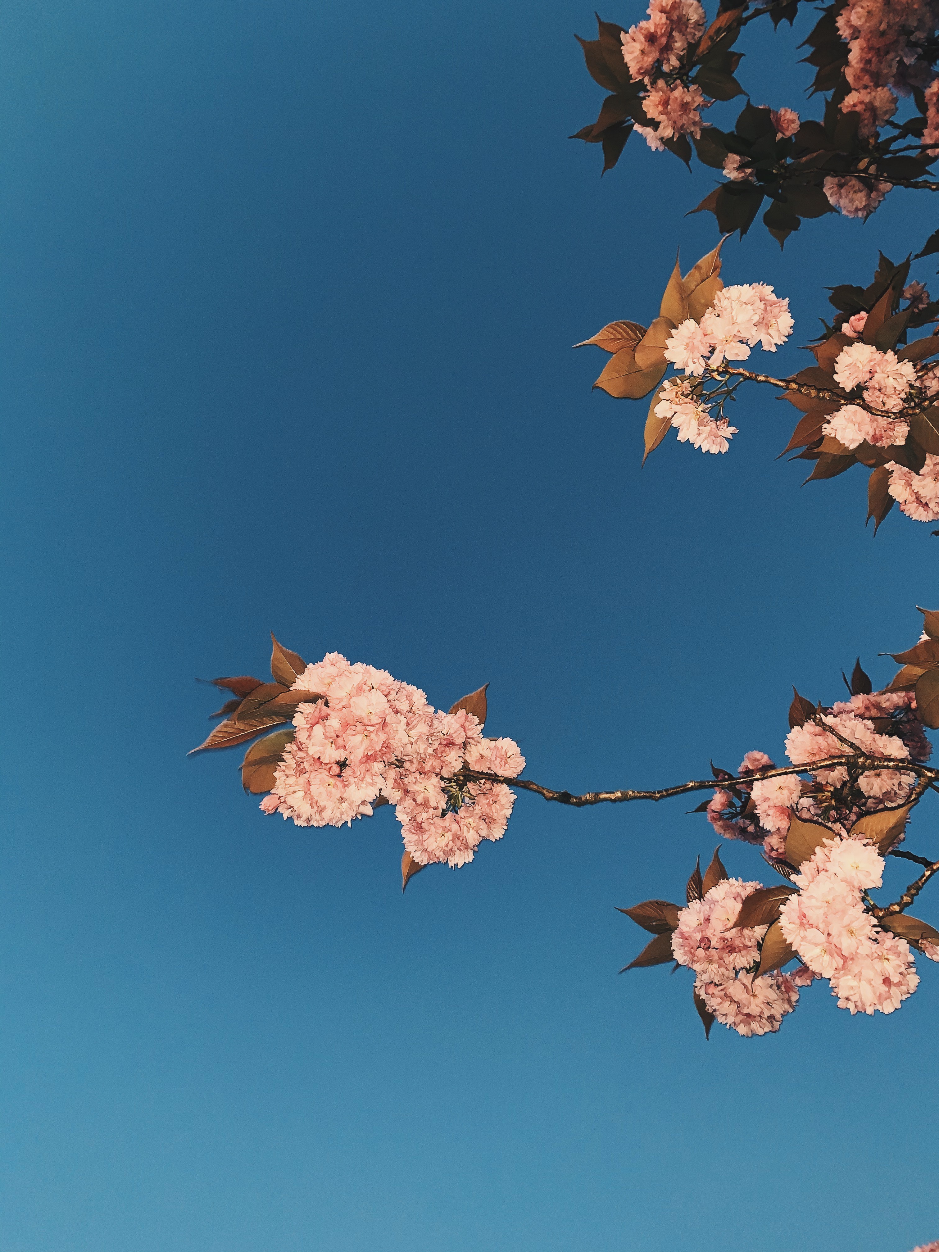 157,Best Free Sakura Tree & Image · 100% Royalty Free HD Downloads