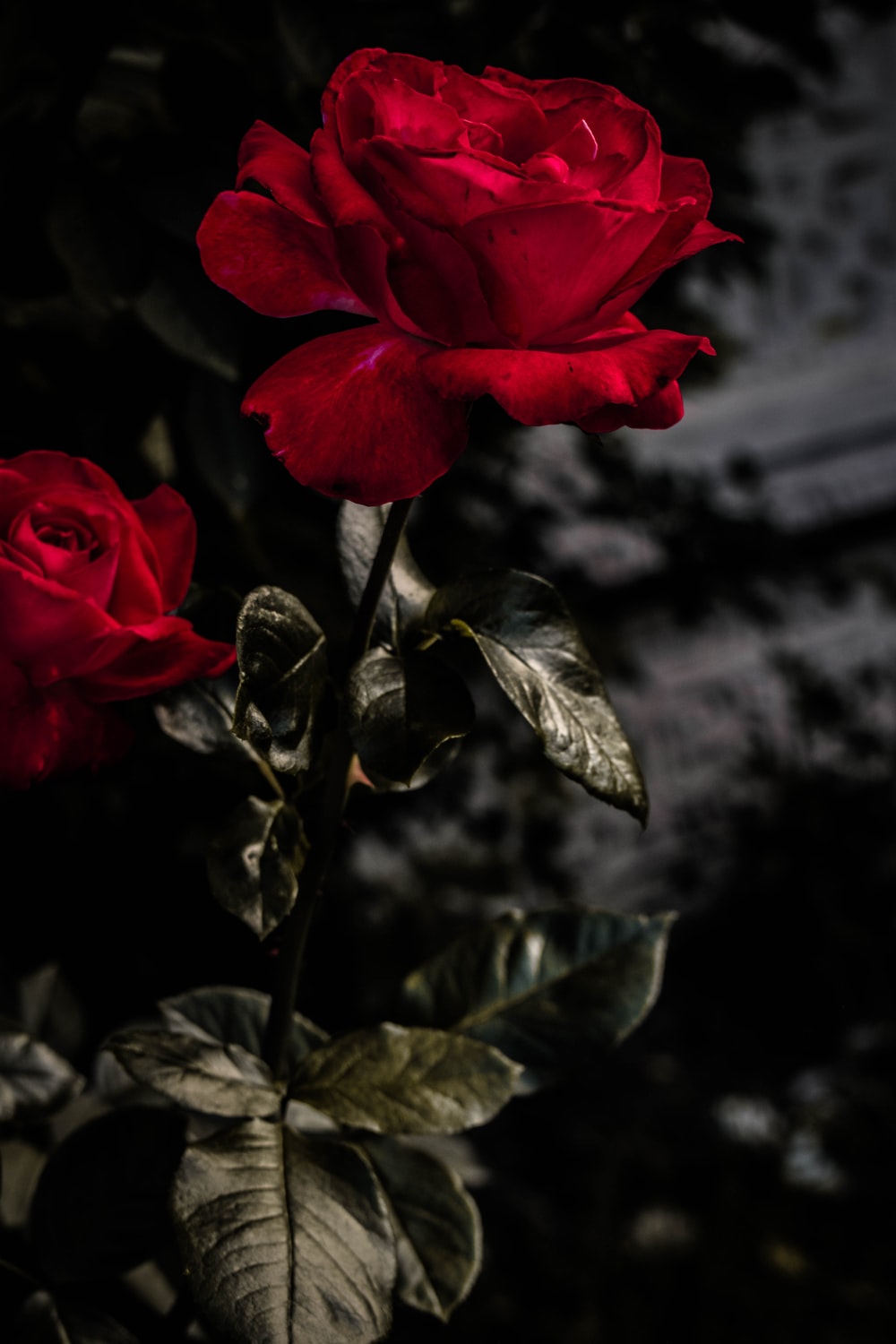 Beautiful Red Rose Wallpapers Wallpaper Cave