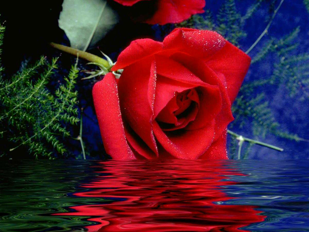 Beautiful Red Rose Wallpaper