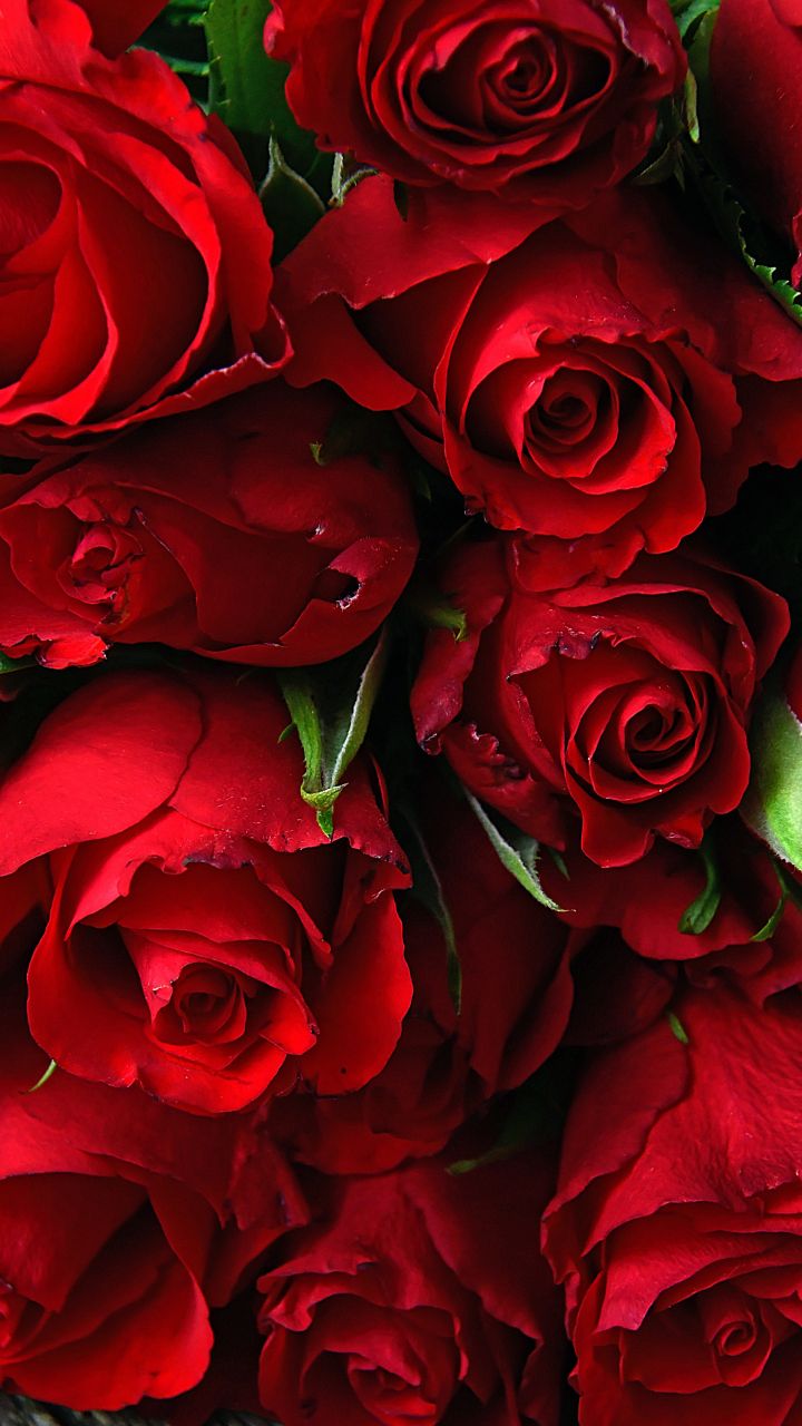 Rose, fresh, red flowers, 720x1280 wallpaper